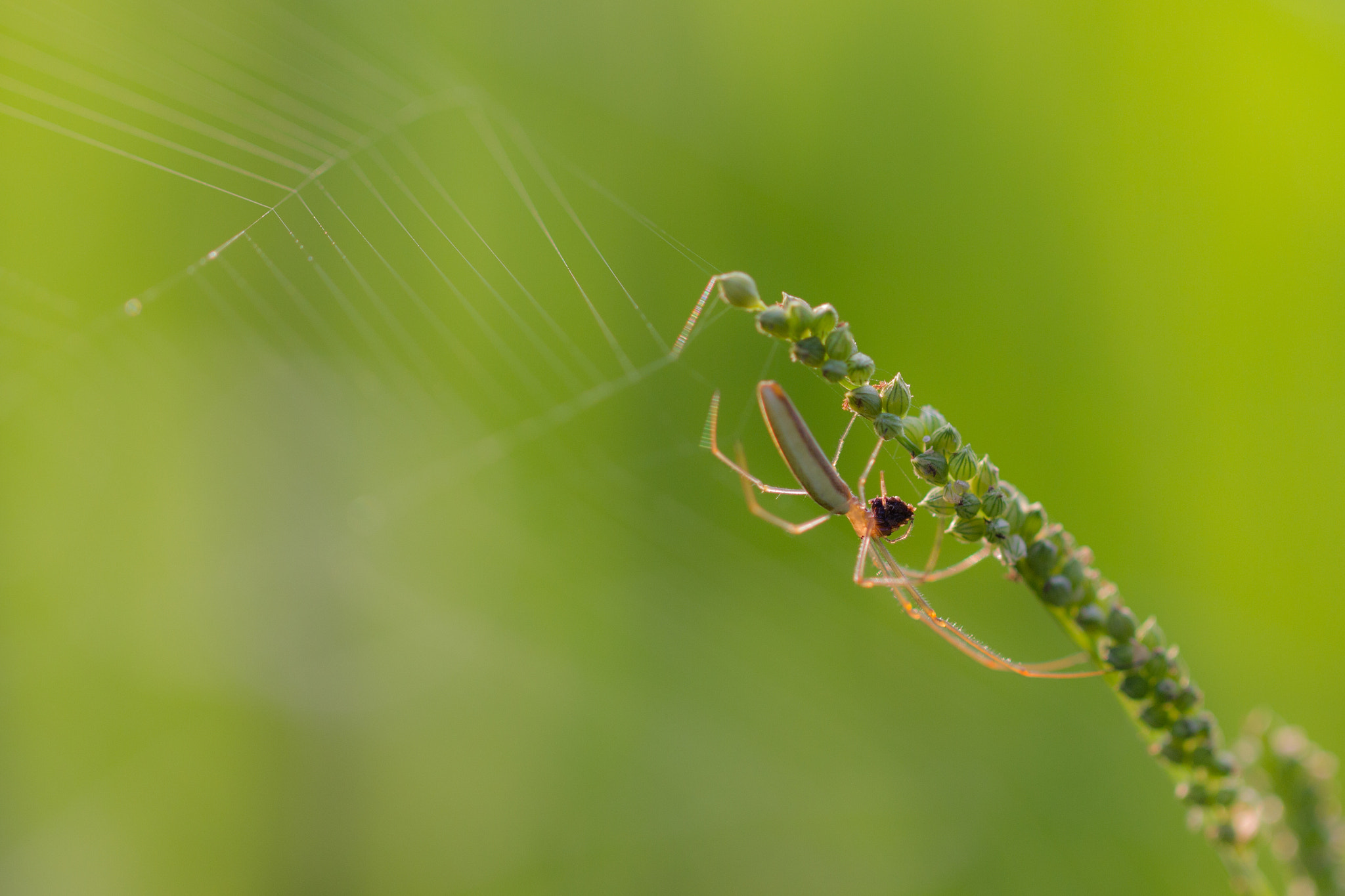 Canon EF 100mm F2.8L Macro IS USM sample photo. Lynx spider photography