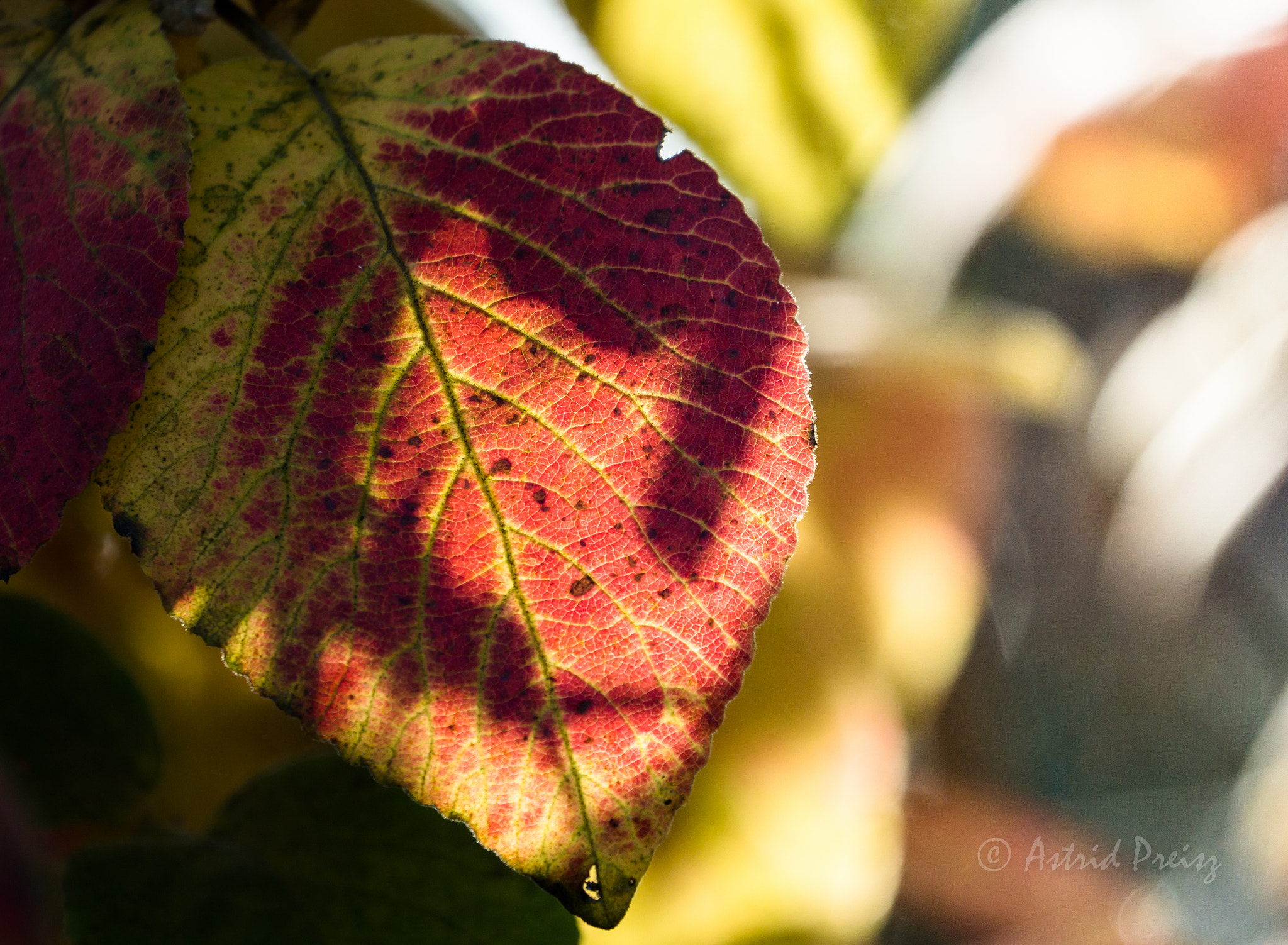 Sony FE 70-300mm F4.5-5.6 G OSS sample photo. Orange leave photography