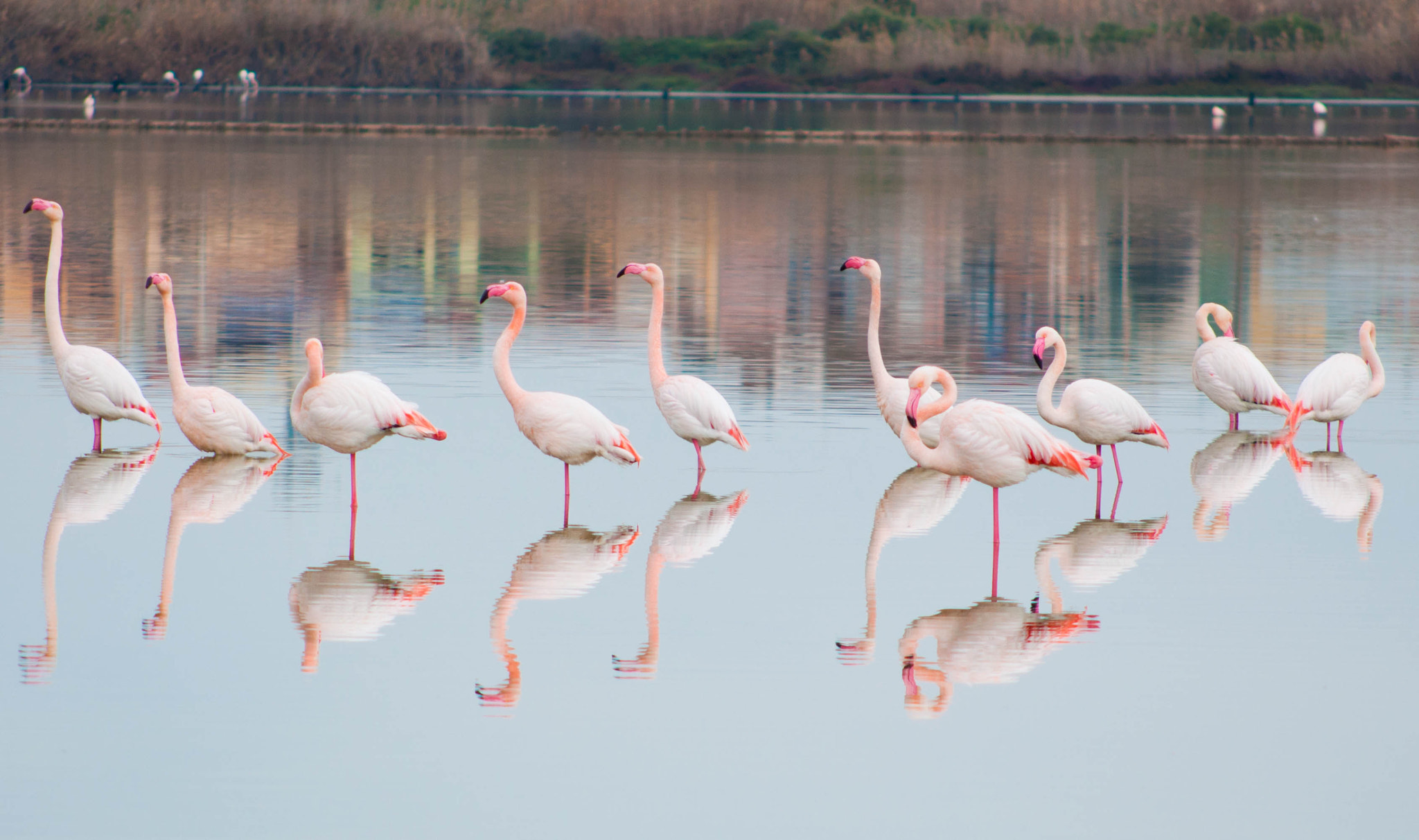 Nikon D90 + AF Nikkor 70-210mm f/4-5.6 sample photo. Flamingos photography