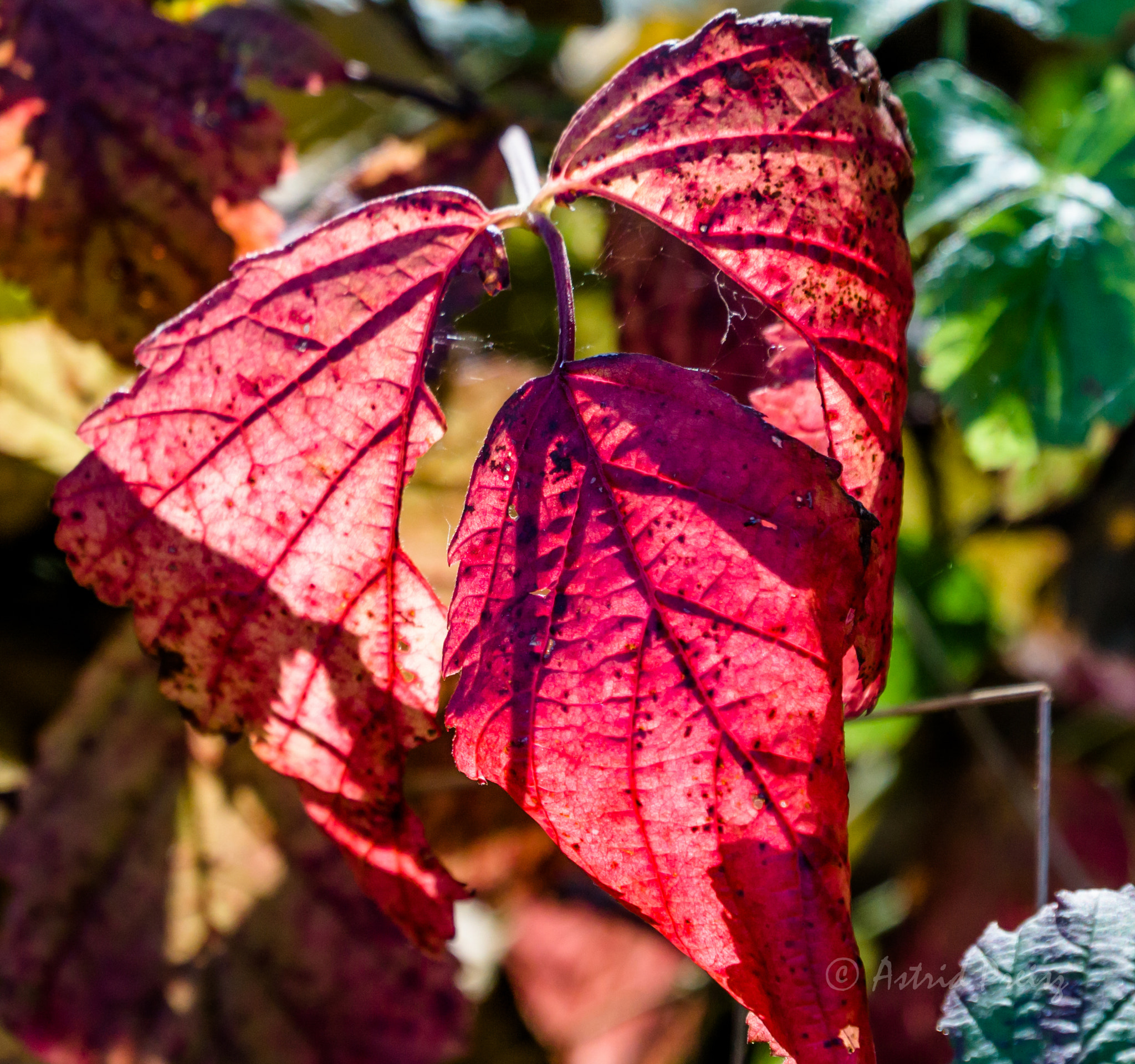 Sony FE 70-300mm F4.5-5.6 G OSS sample photo. Red leave photography