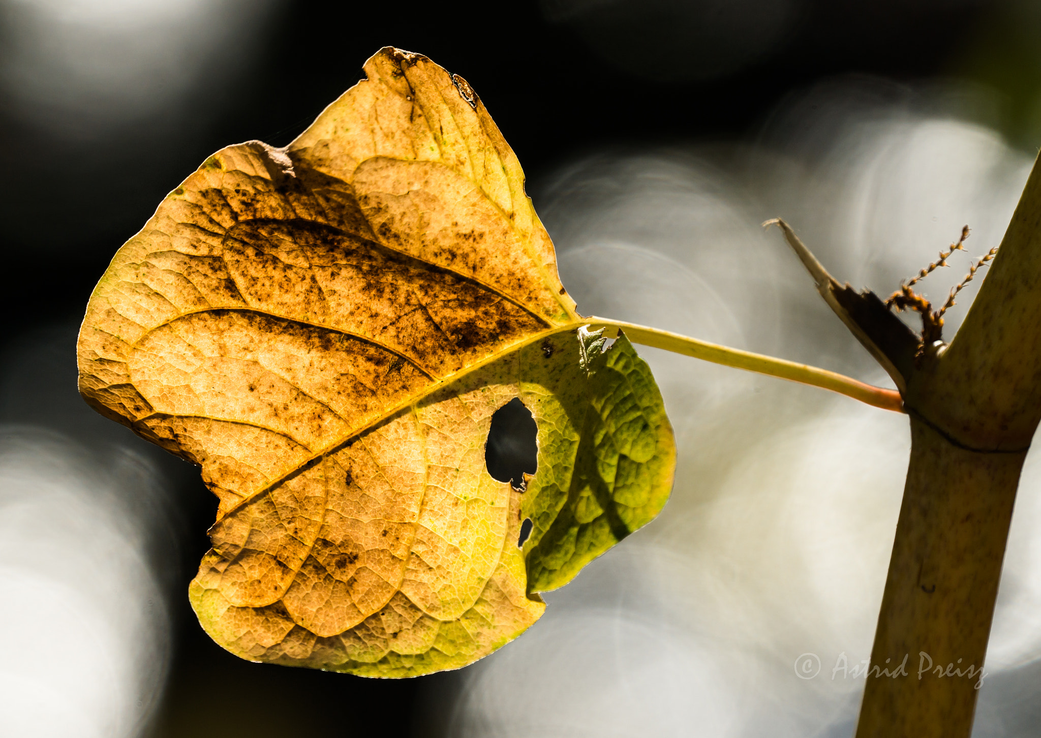 Sony FE 70-300mm F4.5-5.6 G OSS sample photo. Yellow leave photography