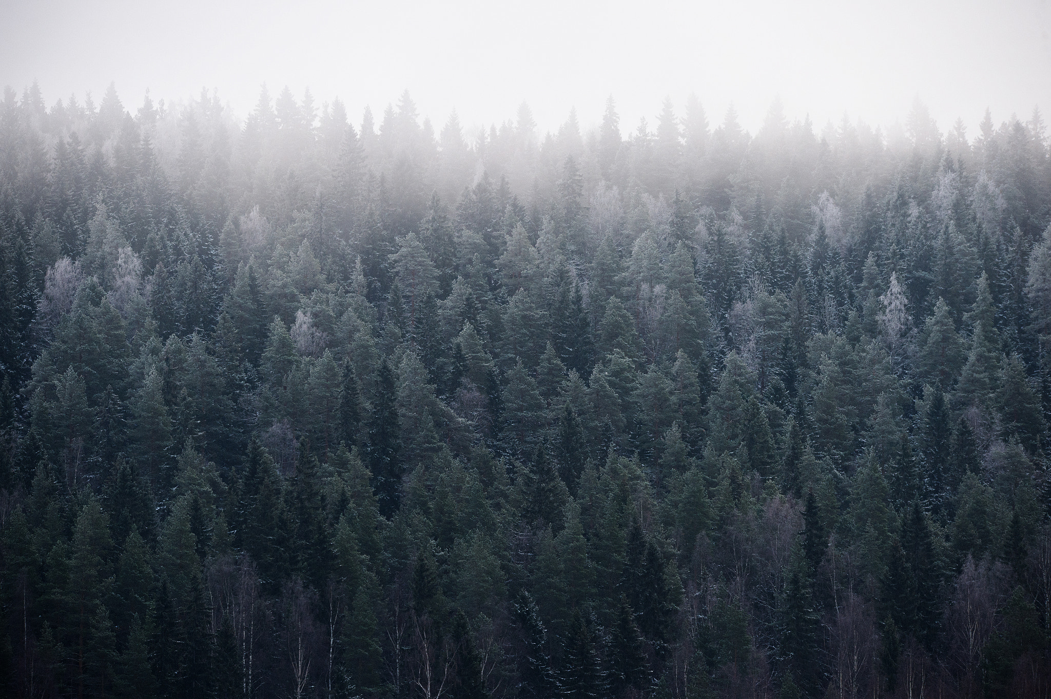 Sigma 150-600mm F5-6.3 DG OS HSM | S sample photo. Forest in the morning photography
