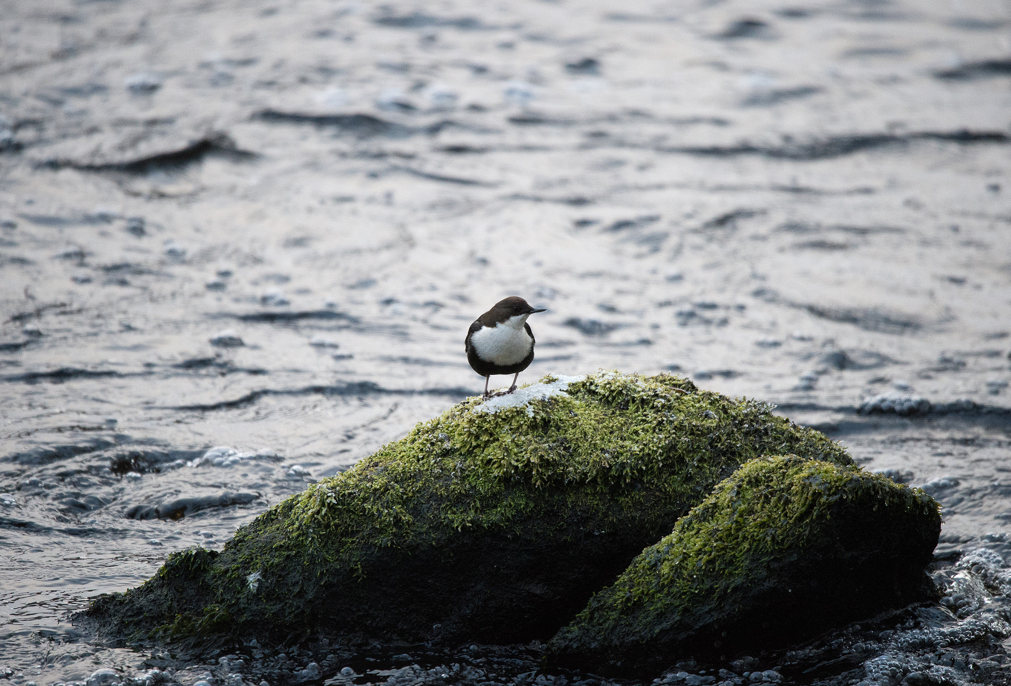 Sigma 150-600mm F5-6.3 DG OS HSM | S sample photo. White-throated dipper photography