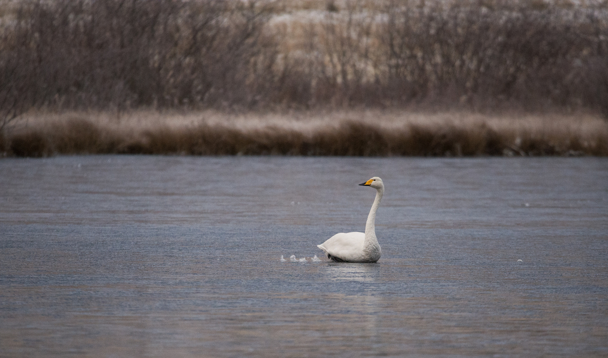 Sigma 150-600mm F5-6.3 DG OS HSM | S sample photo. Swanlake photography