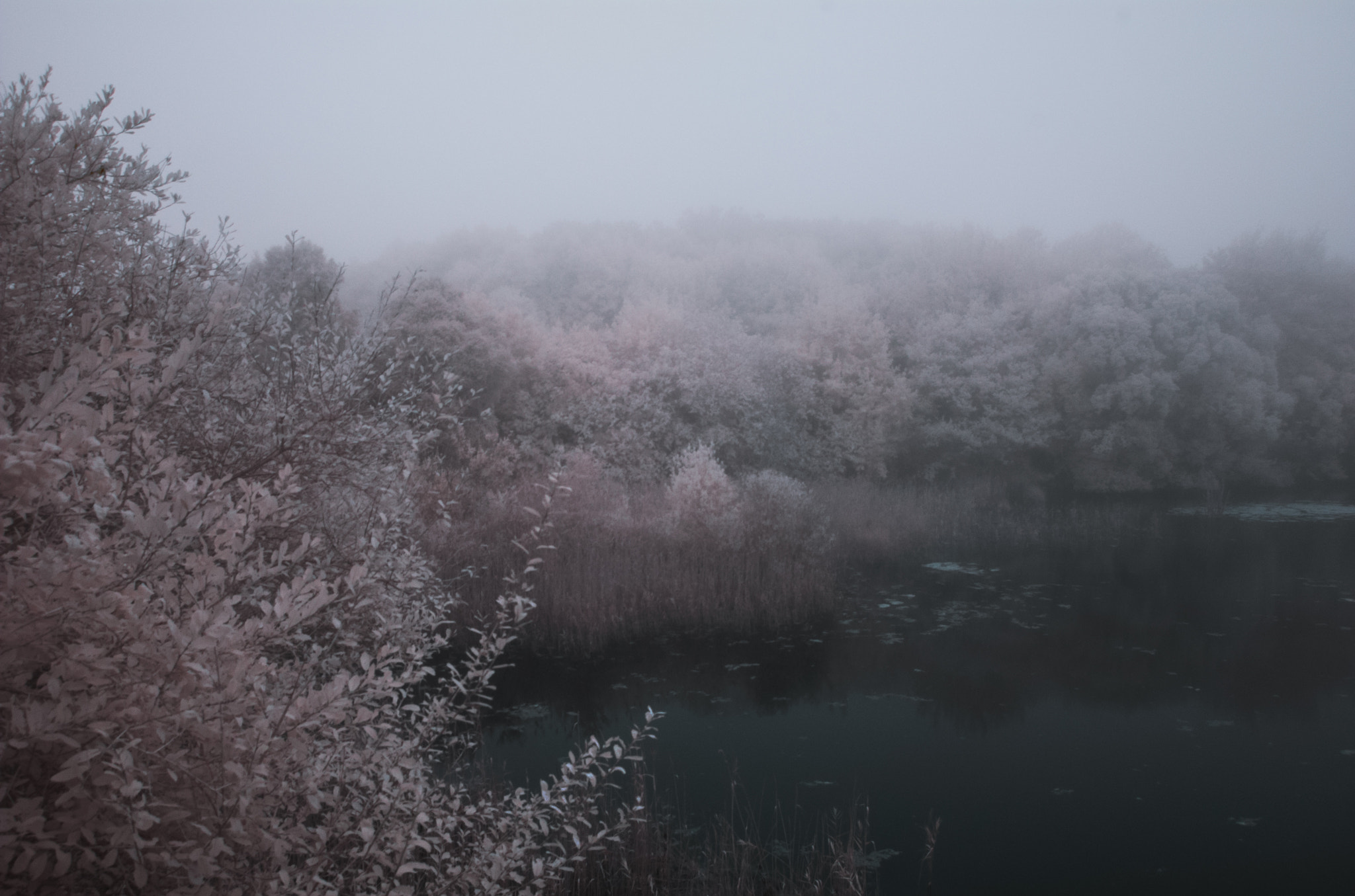 Nikon D50 sample photo. Ir marisma en la niebla photography