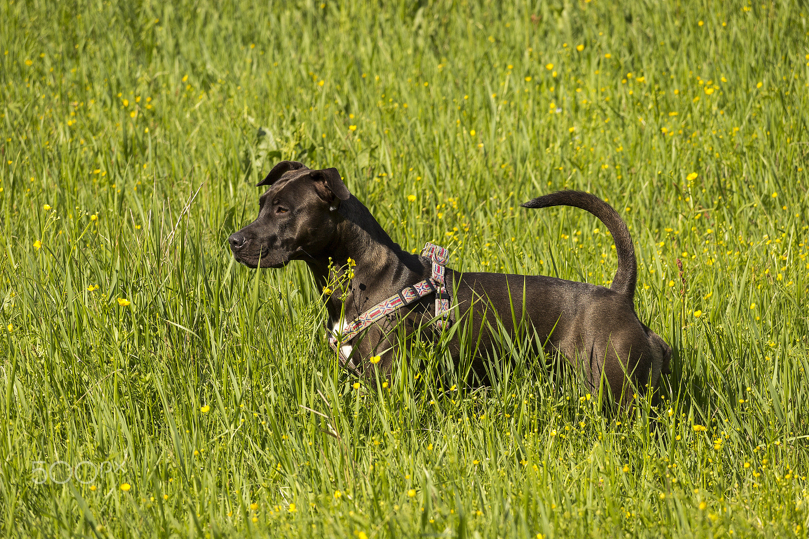 Canon EOS 600D (Rebel EOS T3i / EOS Kiss X5) sample photo. Nira photography