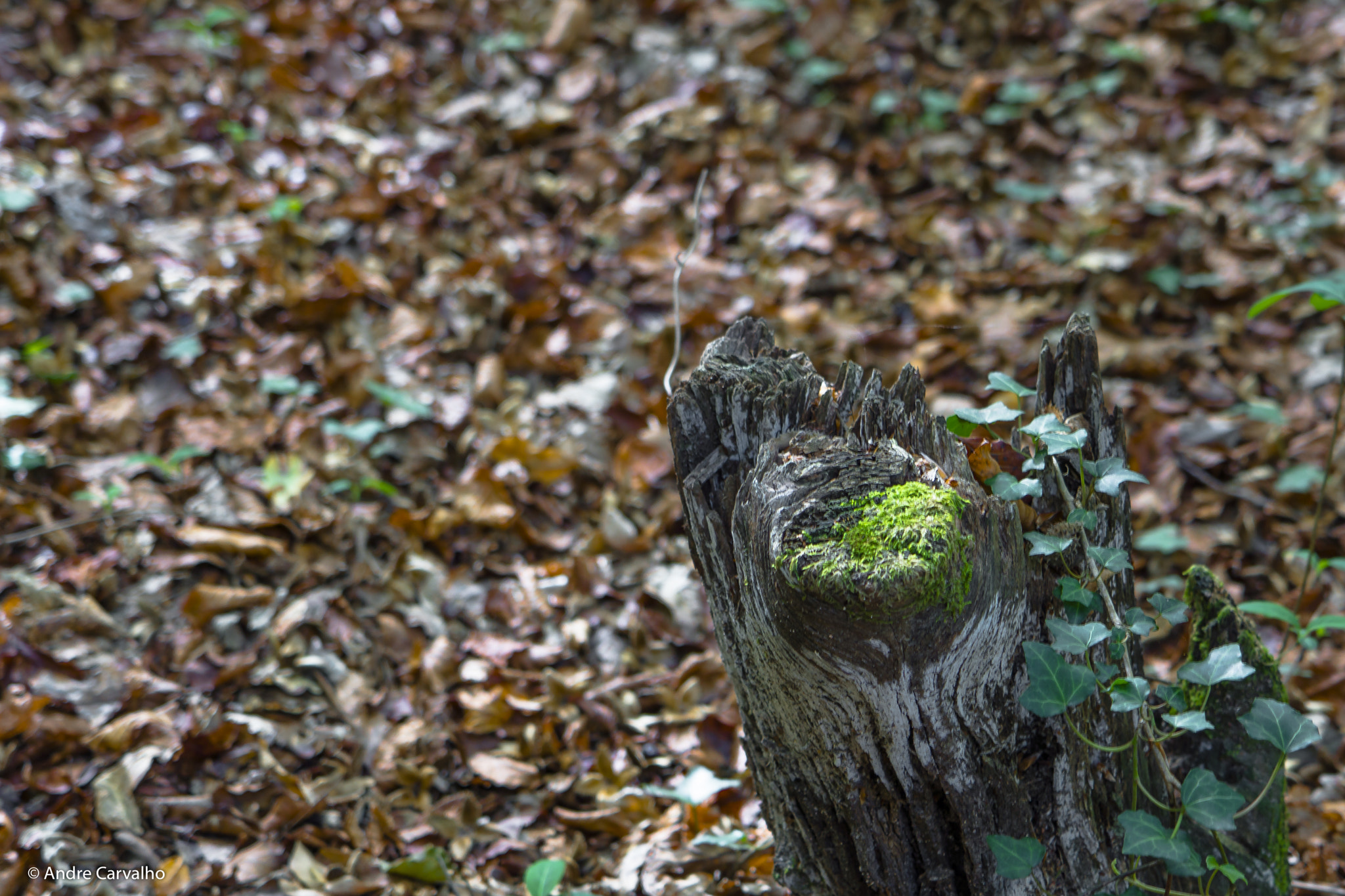 24-240mm F3.5-6.3 OSS sample photo. Old tree - nature photography