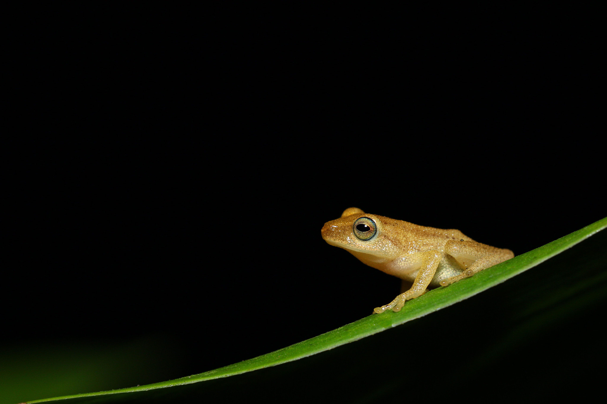 Canon EF 100mm F2.8L Macro IS USM sample photo. Yellow bush frog photography