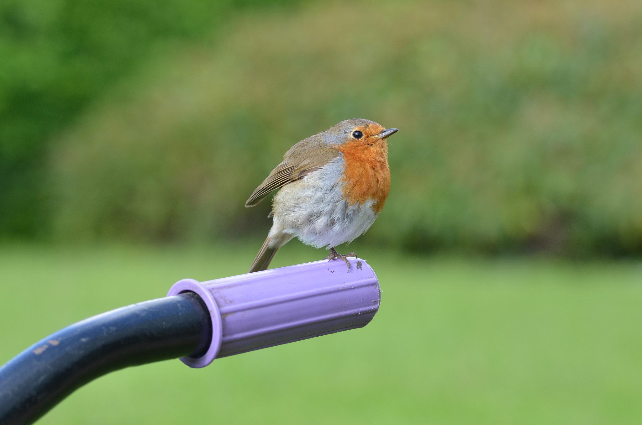 Sigma 105mm F2.8 EX DG OS HSM sample photo. Robin photography