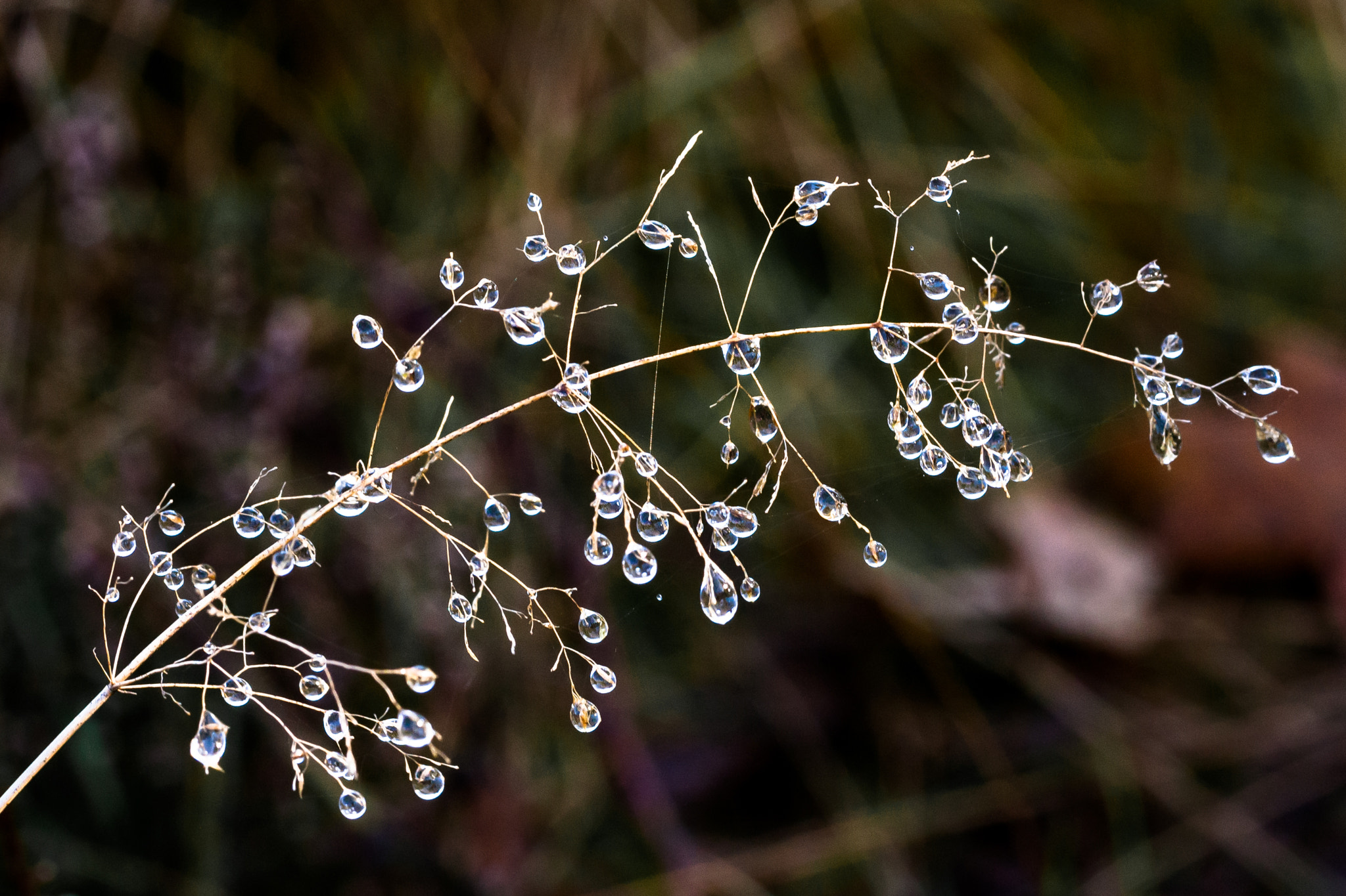 Canon EOS 1000D (EOS Digital Rebel XS / EOS Kiss F) sample photo. "autumn dew..." photography
