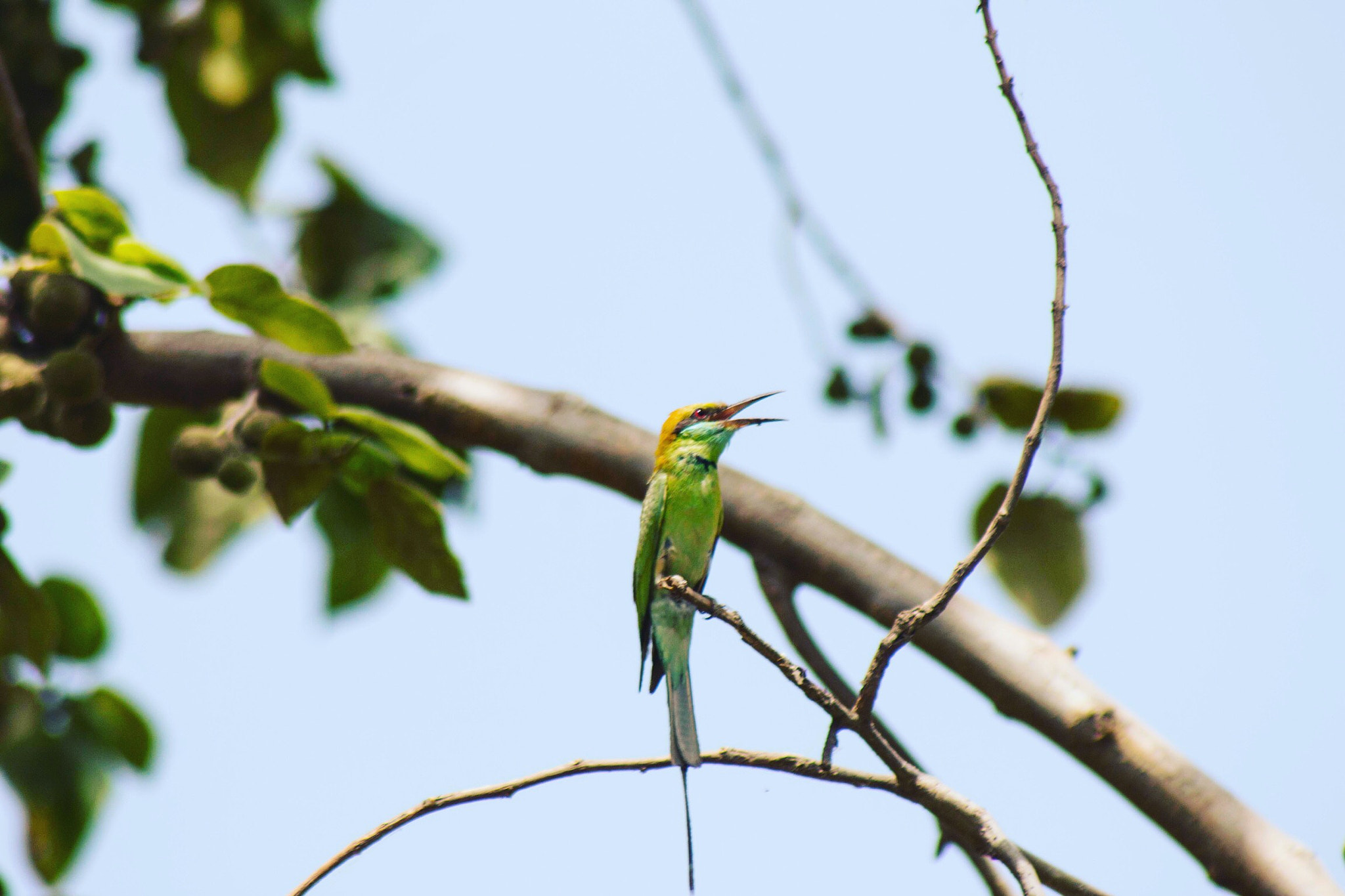 Canon EF 75-300mm f/4-5.6 USM sample photo. Green. bird photography