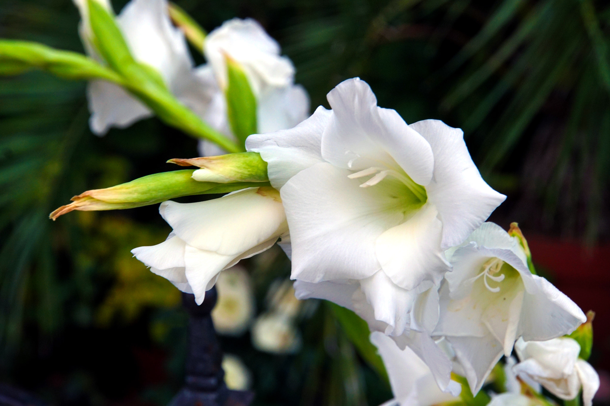 Sony E 18-200mm F3.5-6.3 OSS LE sample photo. Gladiolus photography