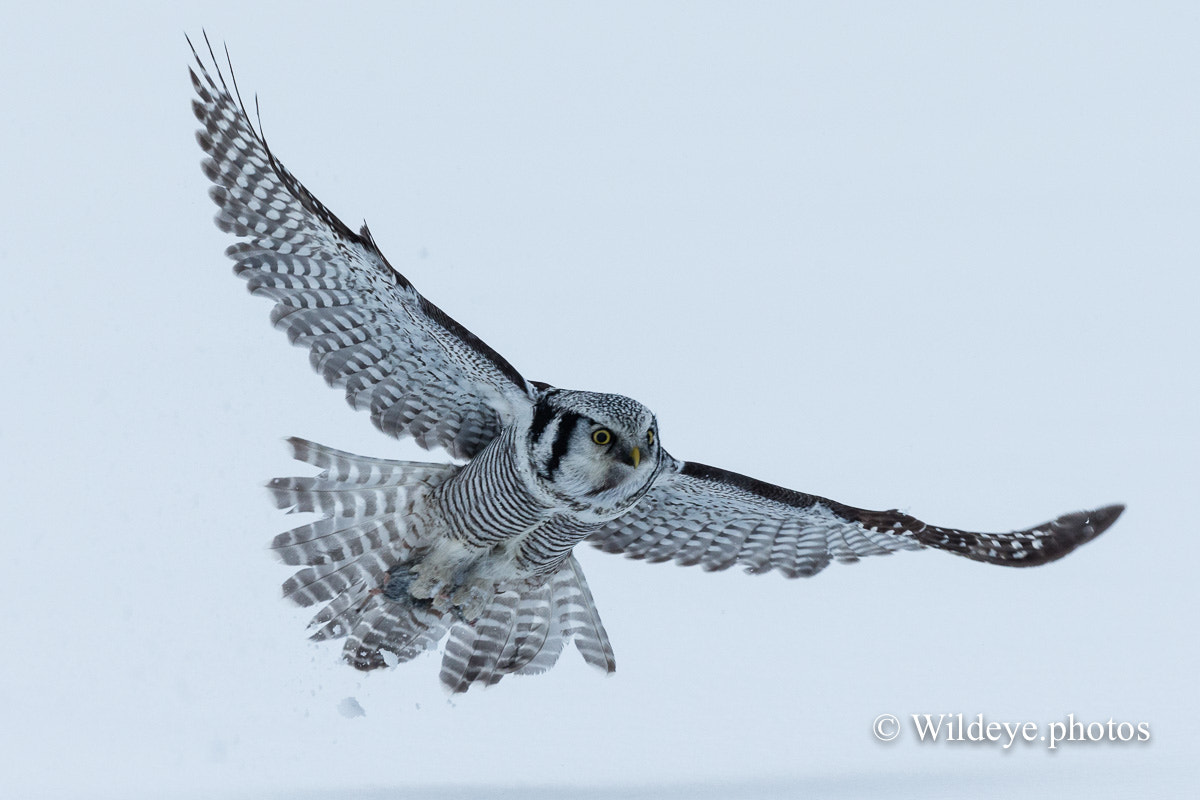 Canon EF 300mm F2.8L IS II USM sample photo. Northern hawk owl photography