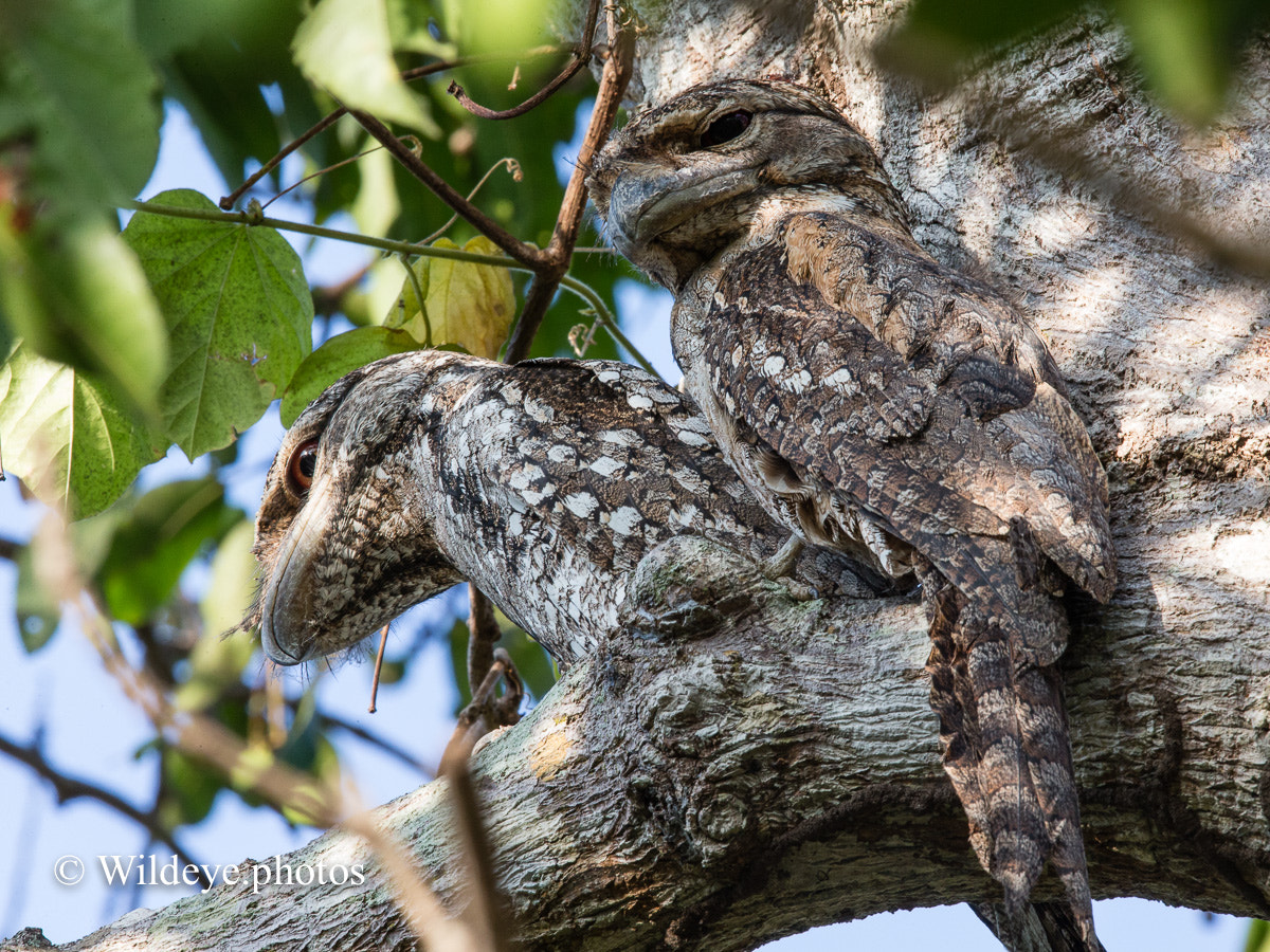 Canon EF 600mm F4L IS II USM sample photo. Papuan frogmouth photography