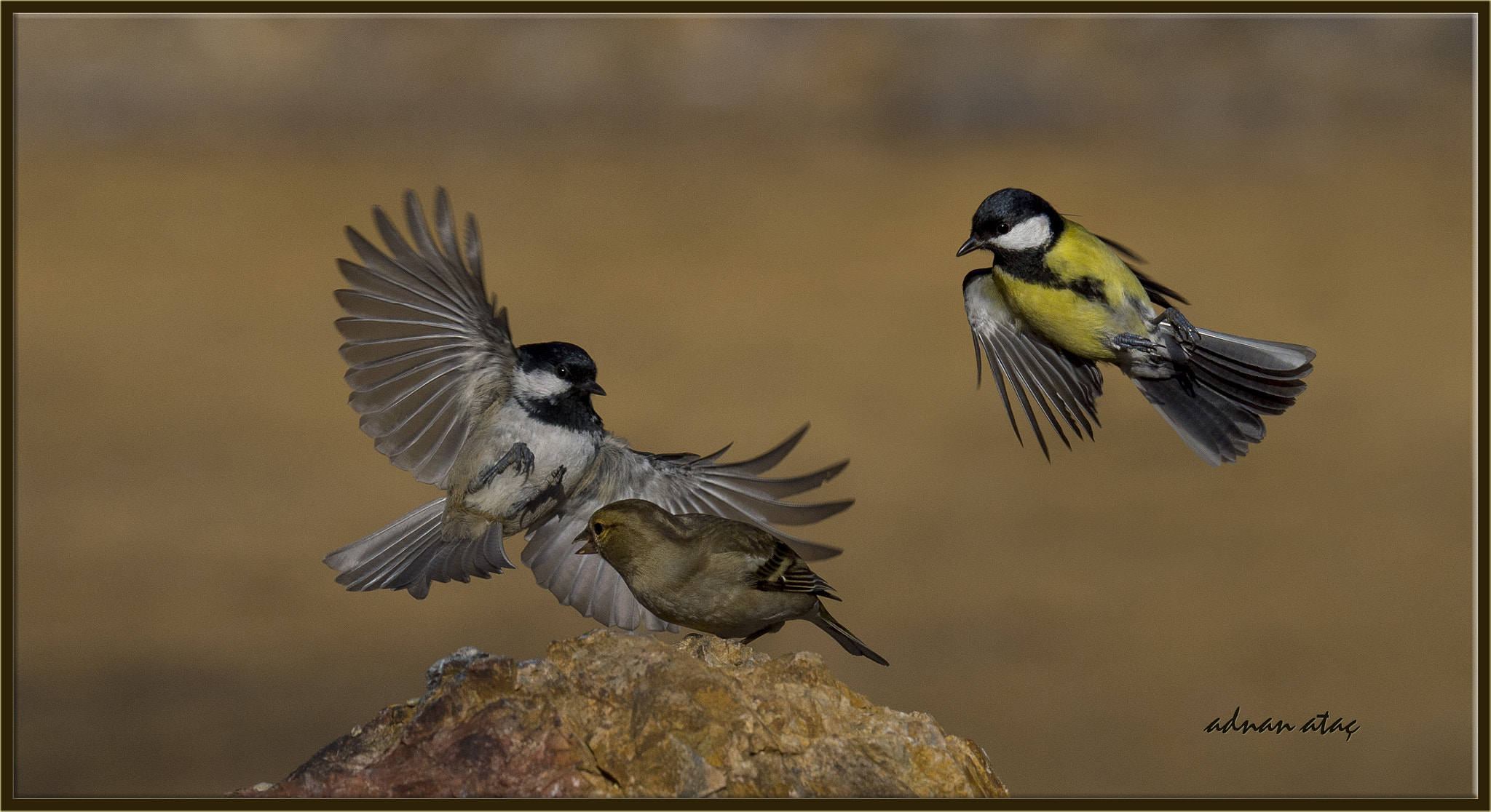Sigma 150-600mm F5-6.3 DG OS HSM | S sample photo. Çam baştankarası (coal tit), büyük baştankara (great tit), İspinoz (fringilla coelebs) photography