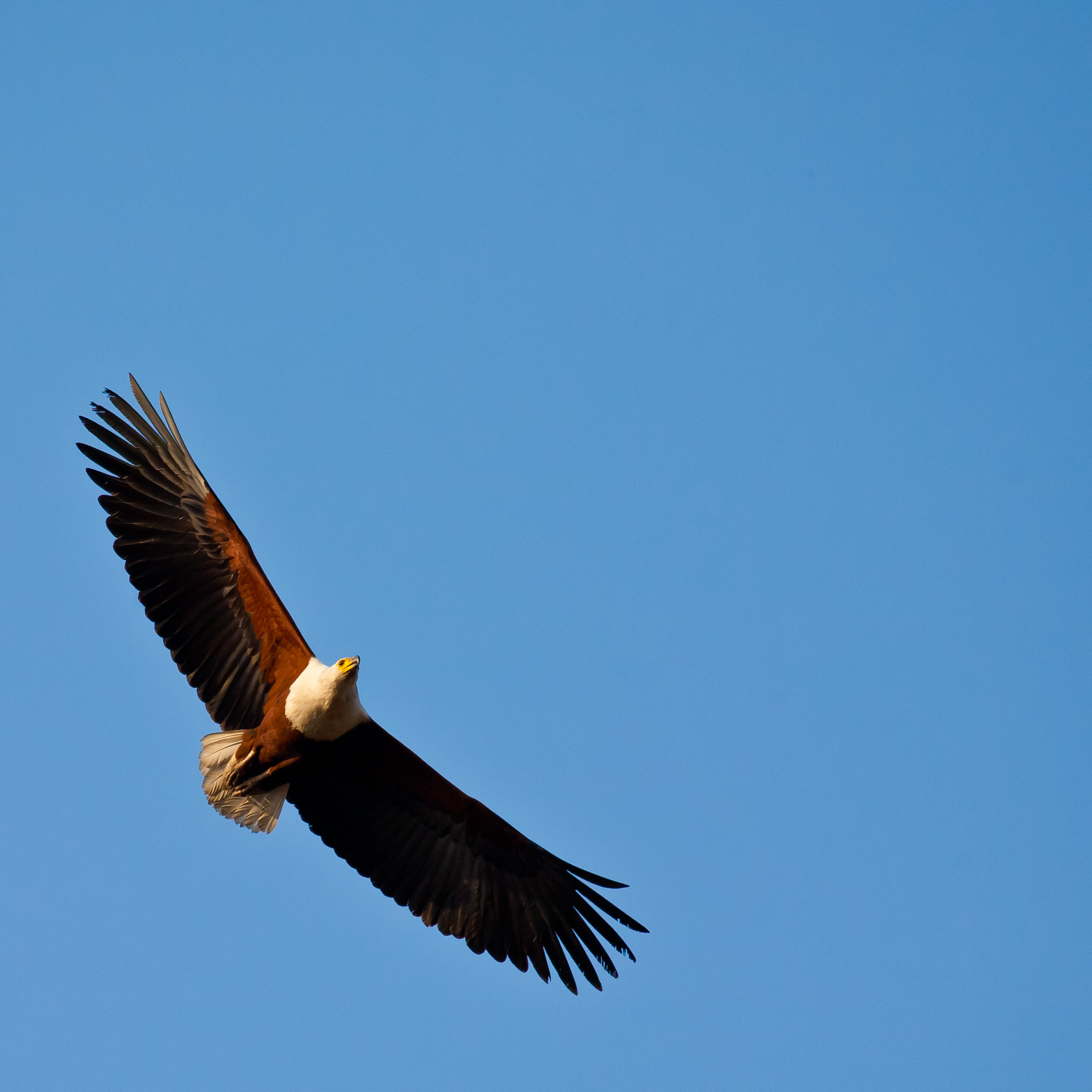 Canon EOS 5D sample photo. African fish-eagle photography
