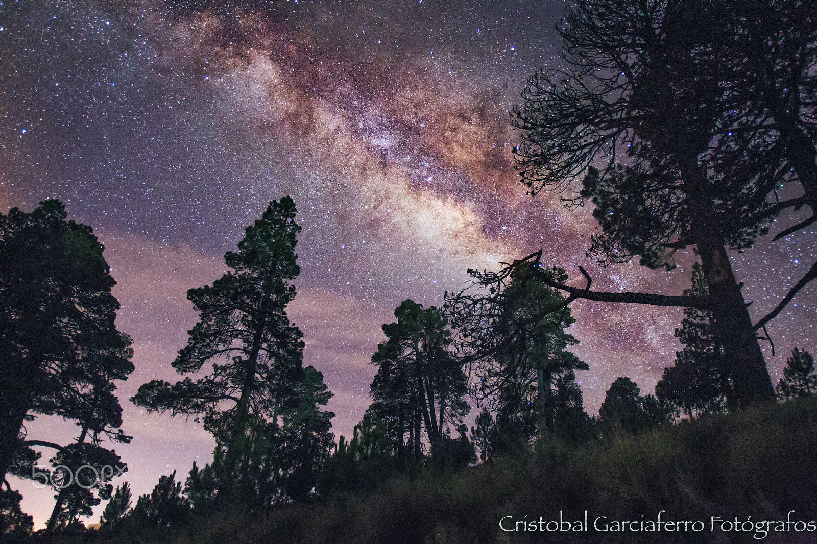 Canon EOS-1D Mark IV + Canon EF 16-35mm F2.8L USM sample photo. Milky way and pine forest photography