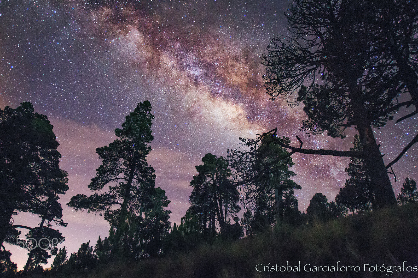 Canon EF 16-35mm F2.8L USM sample photo. Milky way and pine forest photography