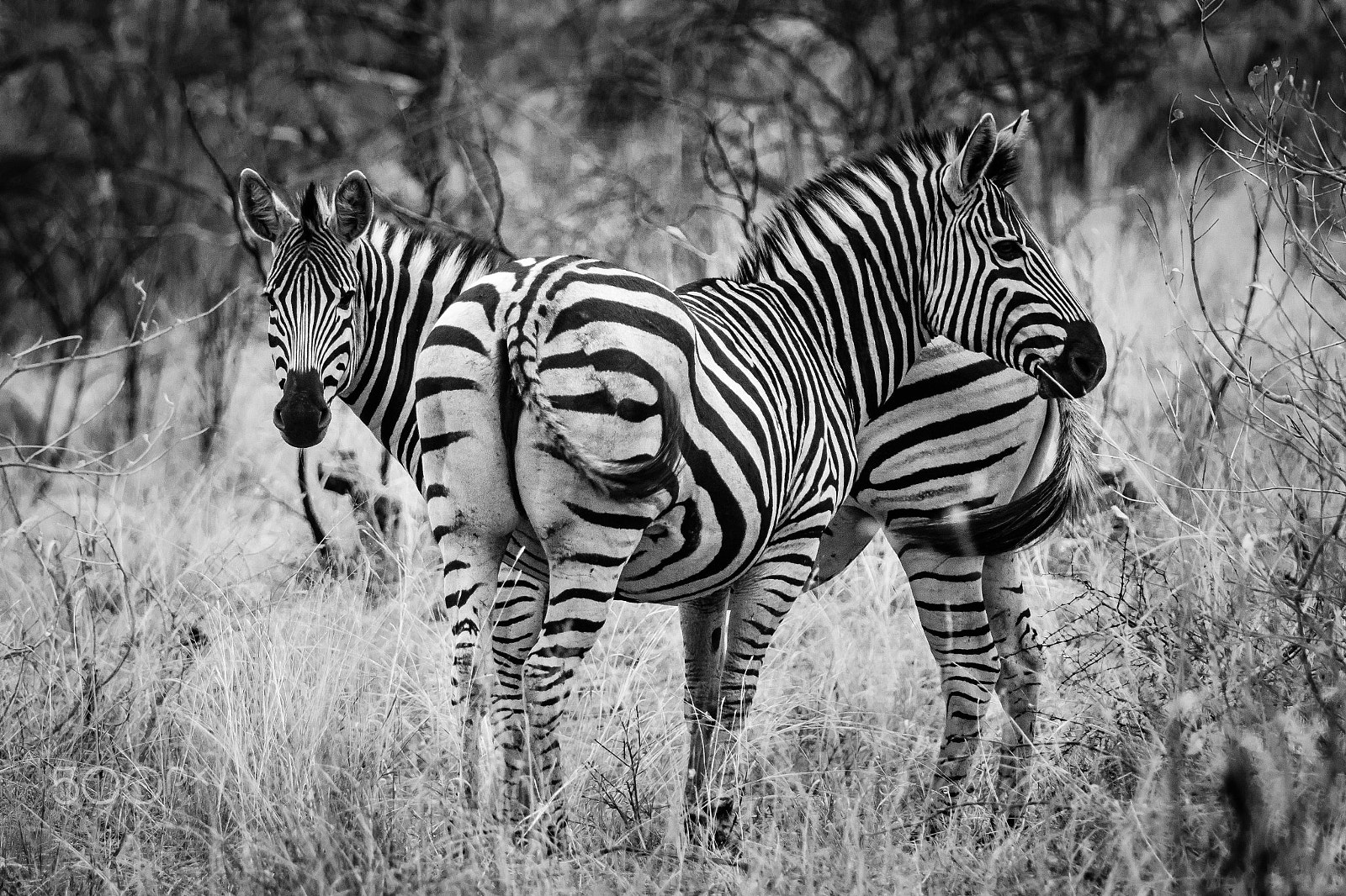 Canon EF 70-200mm F2.8L IS II USM sample photo. South africa 2016 photography
