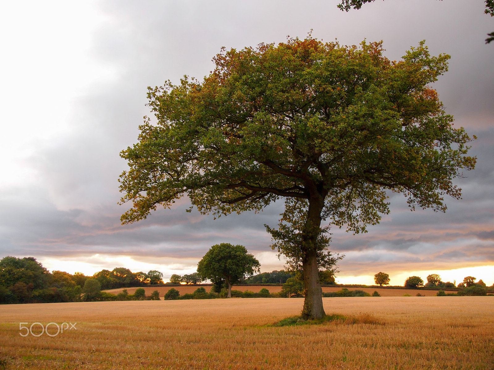 Olympus PEN E-PL1 sample photo. Single oak tree in autumn photography