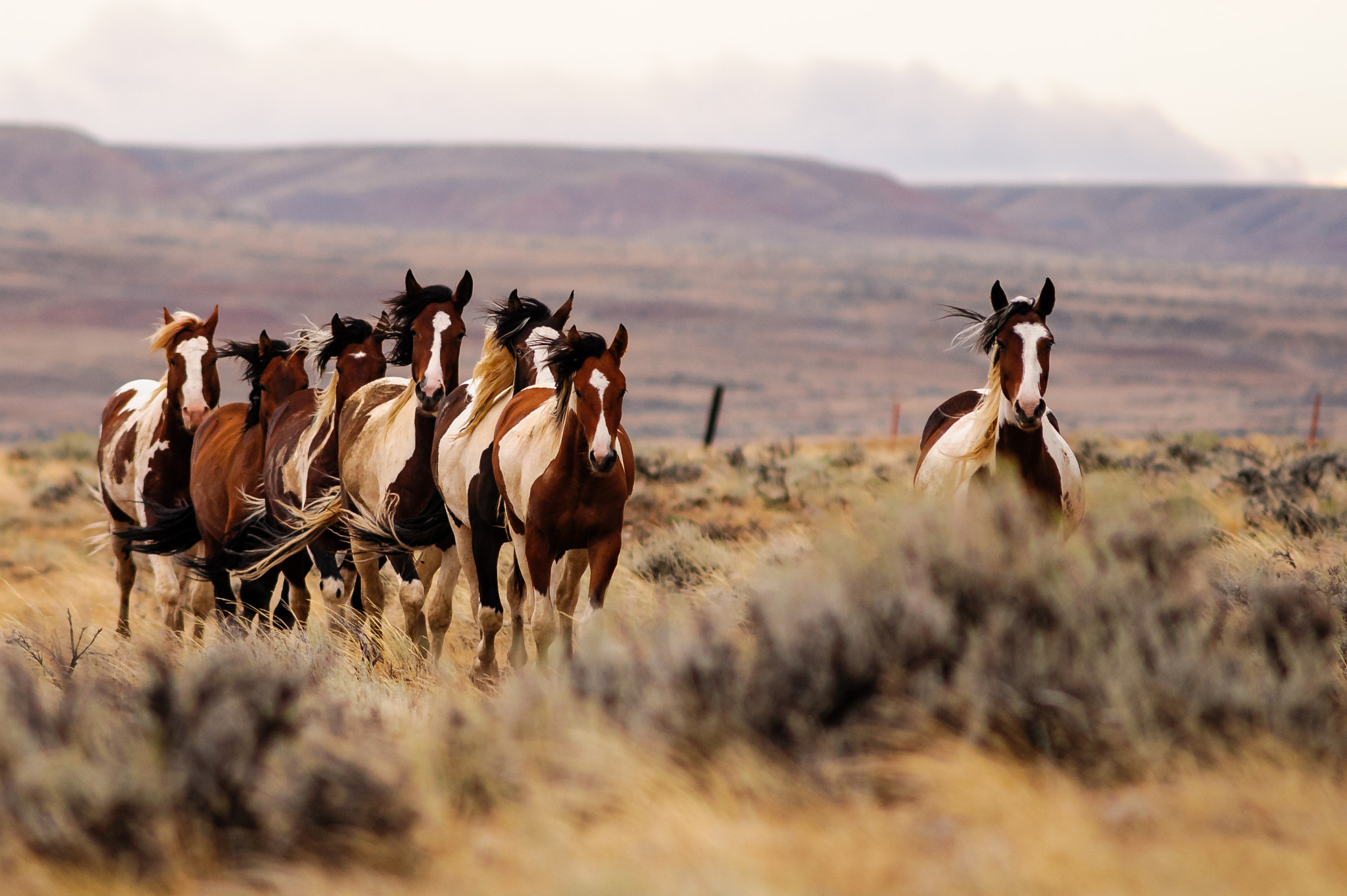 Nikon D700 sample photo. Leading mustang horse photography