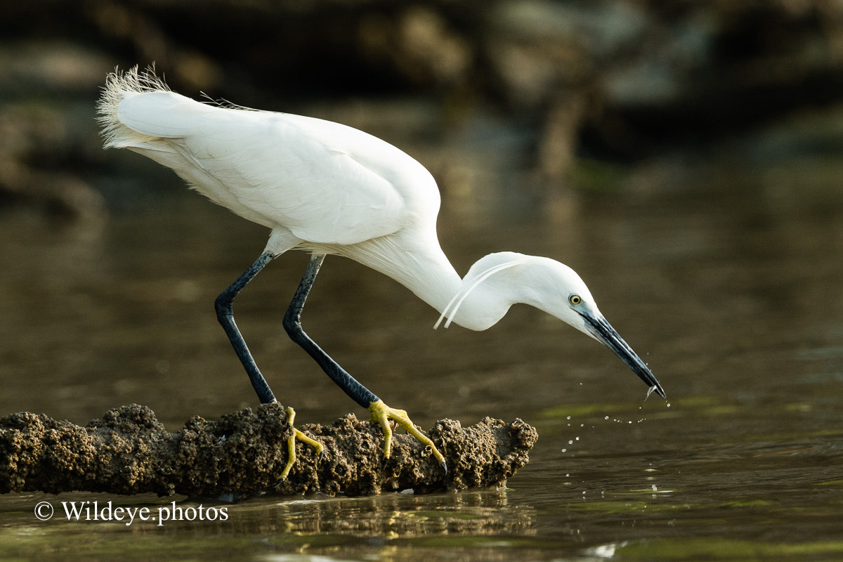 Canon EF 600mm F4L IS II USM sample photo. Little egret photography