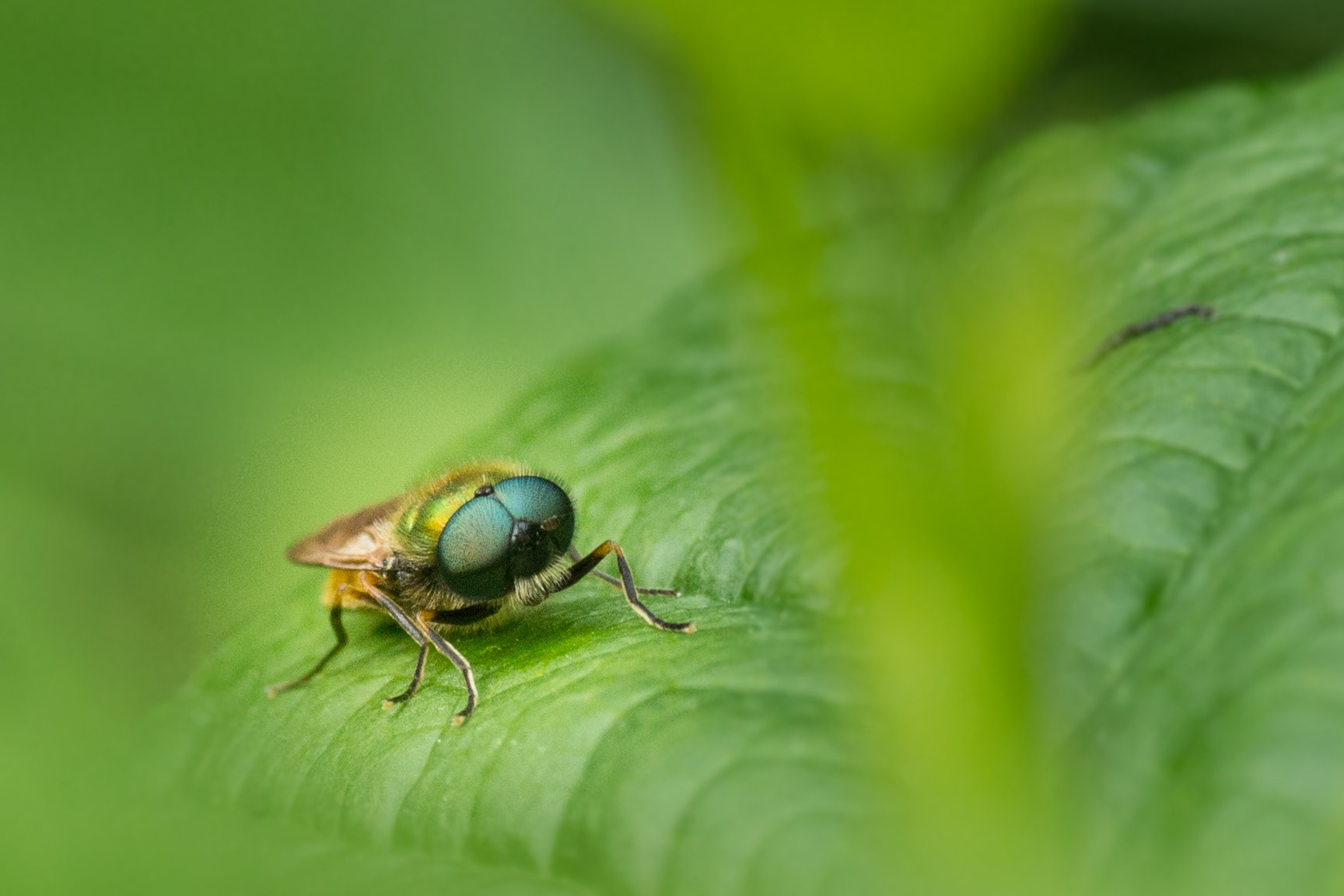 Canon EOS 700D (EOS Rebel T5i / EOS Kiss X7i) + Tamron SP AF 90mm F2.8 Di Macro sample photo. Moustached photography