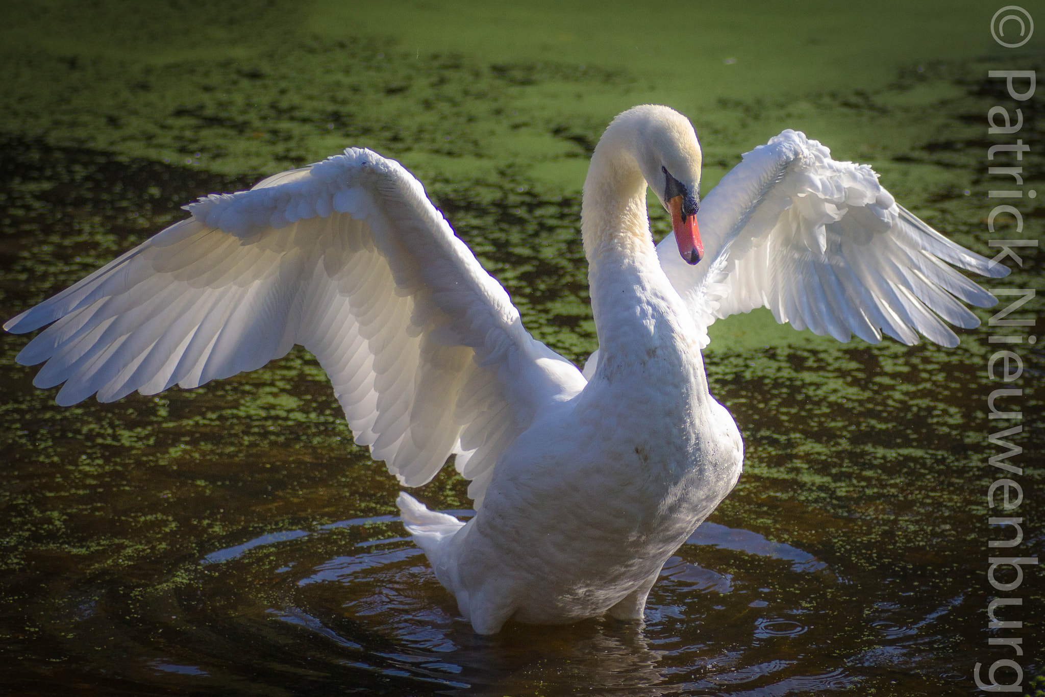 Canon EOS 60D + Tamron SP AF 90mm F2.8 Di Macro sample photo. Mute swan photography