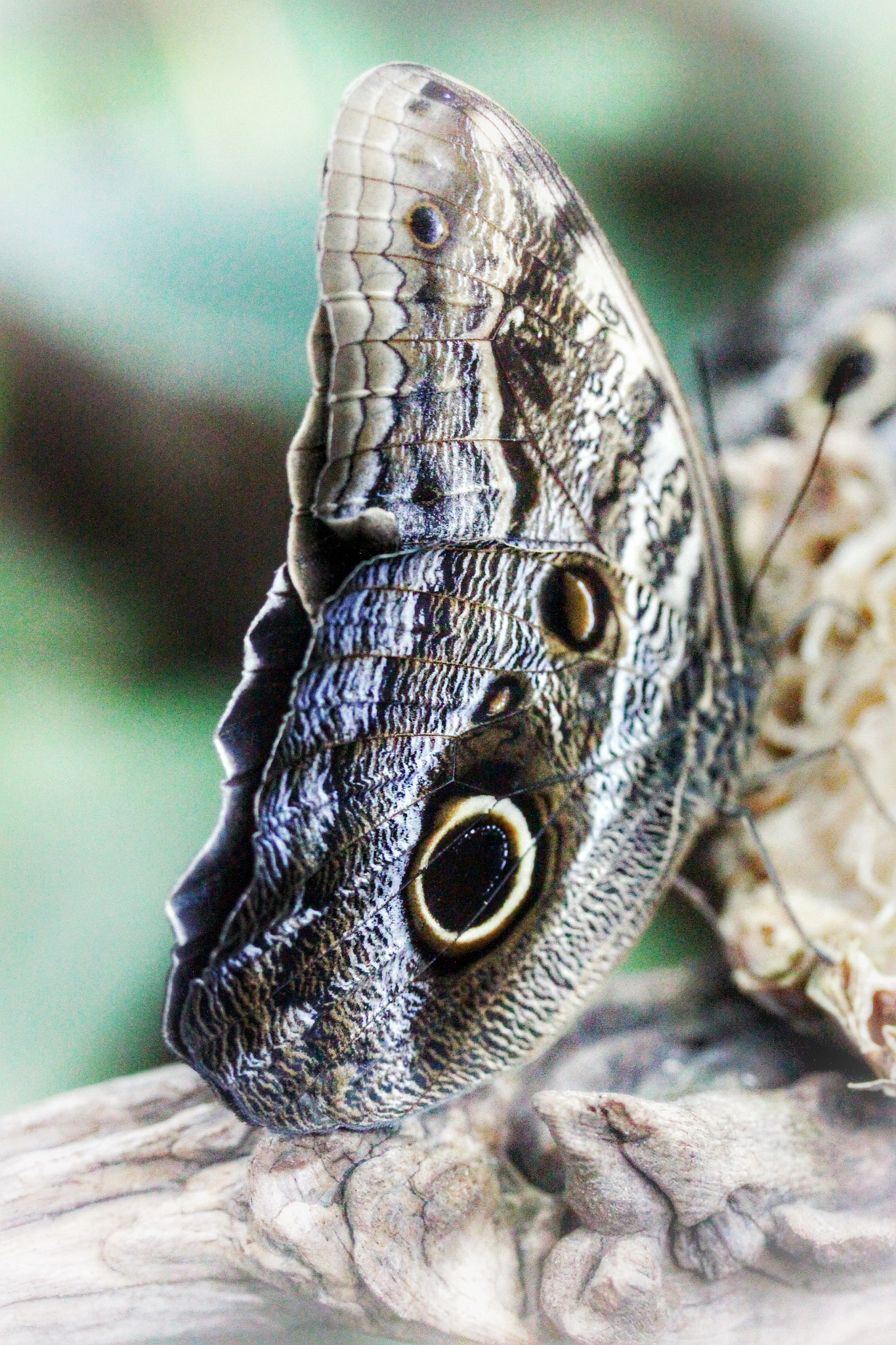 Canon EF-S 60mm F2.8 Macro USM sample photo. Butterflybeauty photography