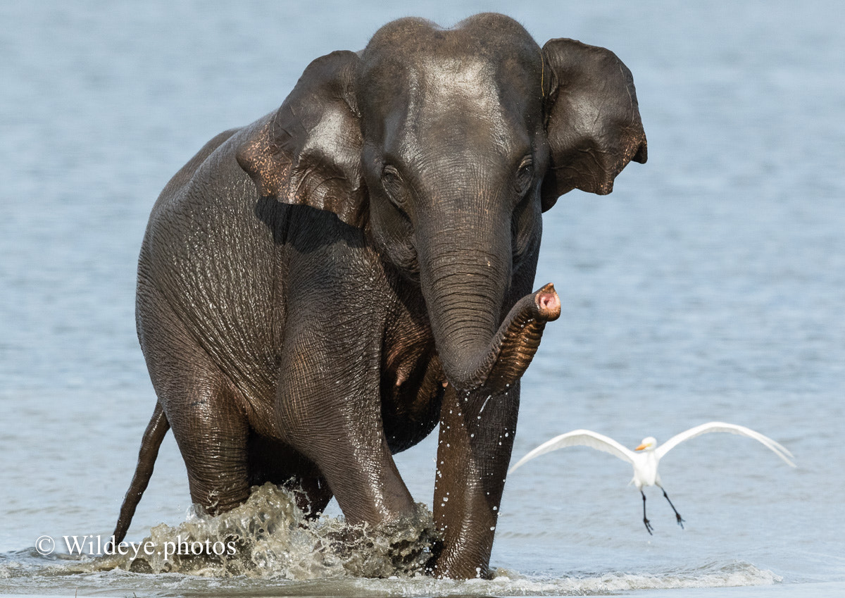 Canon EF 600mm F4L IS II USM sample photo. Sri lankan elephant photography