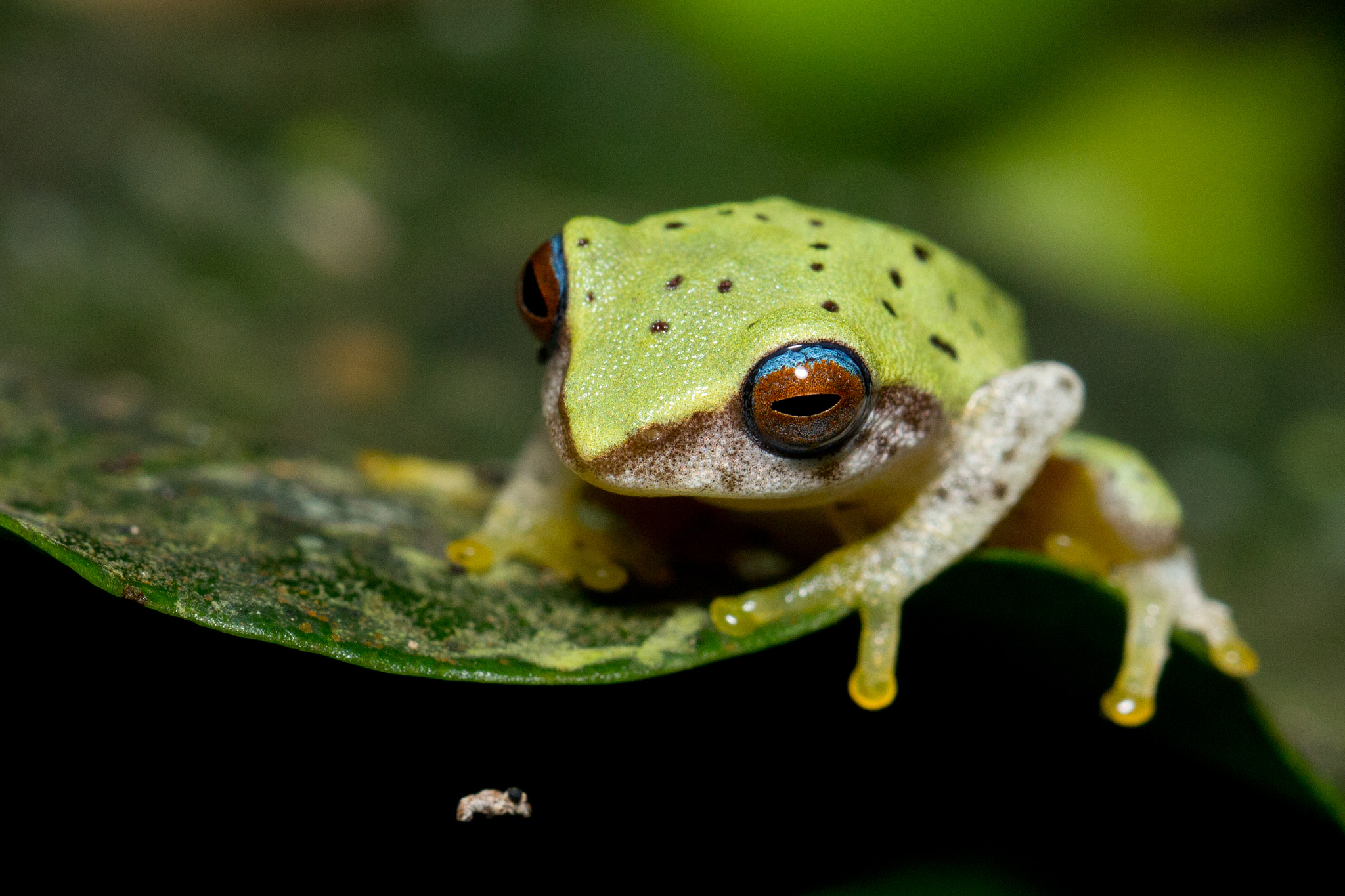 Canon EF 100mm F2.8L Macro IS USM sample photo. Malabar gliding frog photography