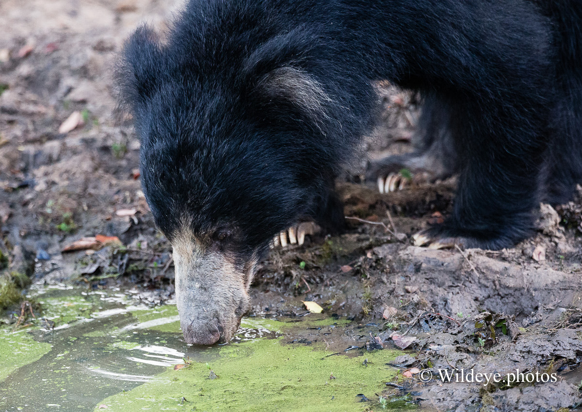 Canon EOS-1D X + Canon EF 300mm F2.8L IS II USM sample photo. Sloth bear photography