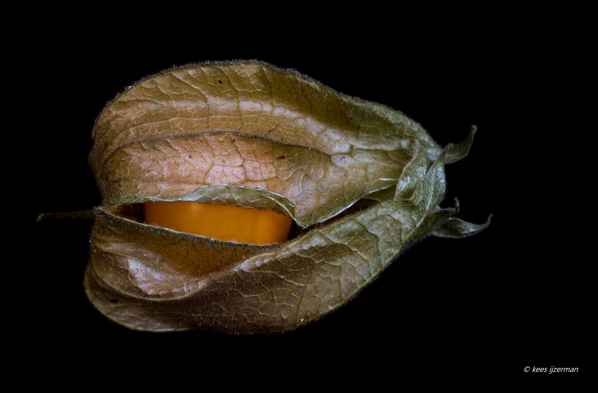 Sony 100mm F2.8 Macro sample photo. Physalis. photography
