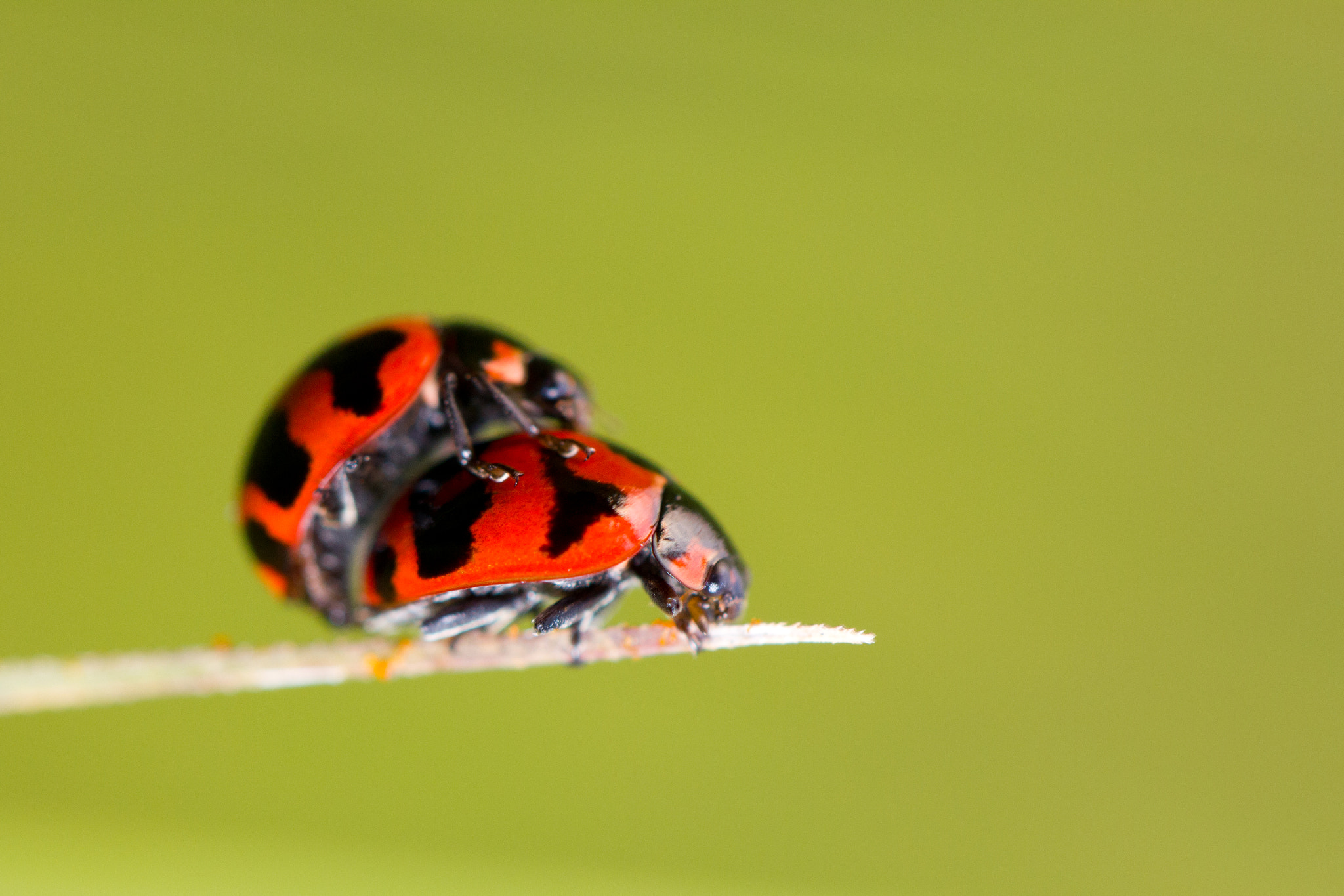 Canon EF 100mm F2.8L Macro IS USM sample photo. Mating ladybirds photography