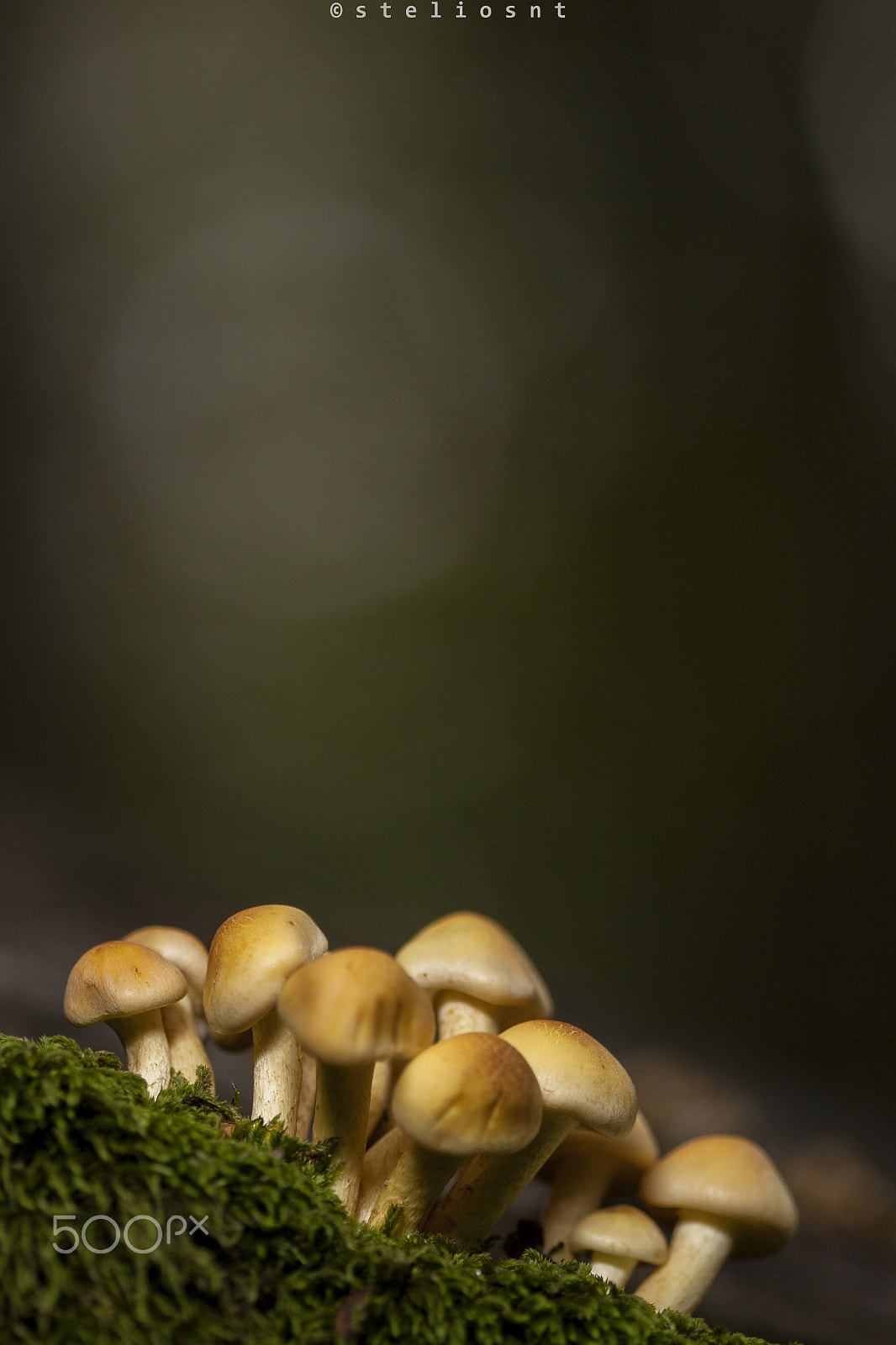 Canon EF 100mm F2.8 Macro USM sample photo. Family photography