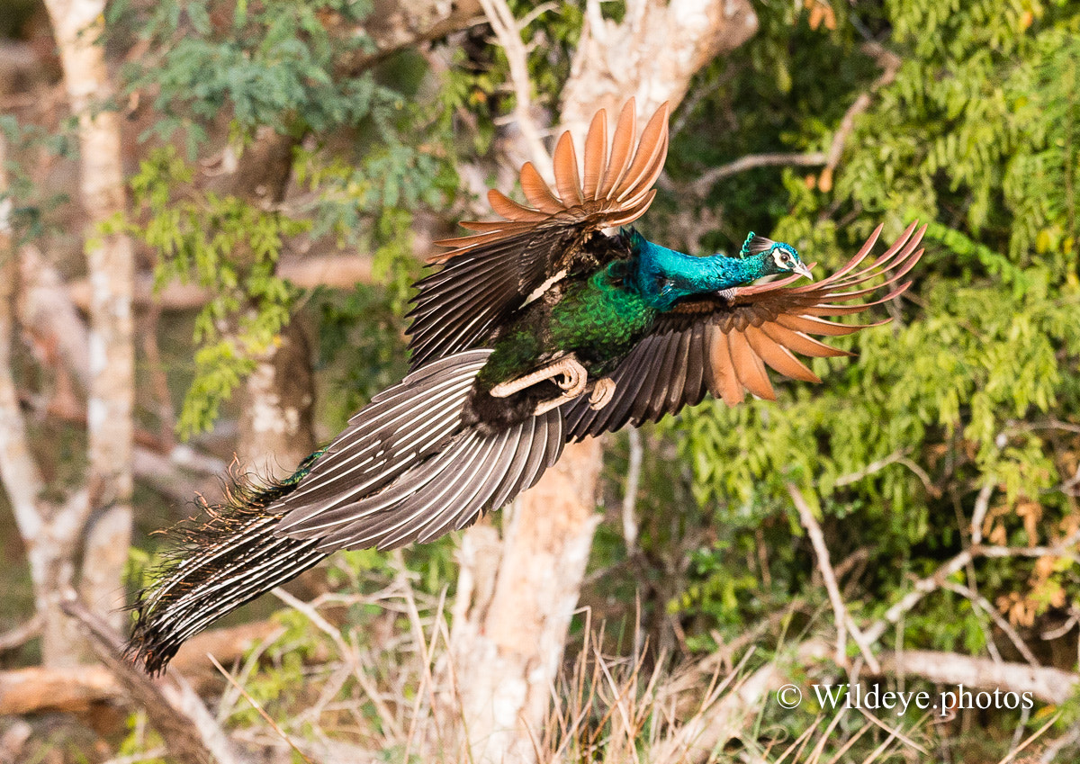 Canon EF 300mm F2.8L IS II USM sample photo. Indian peafowl photography
