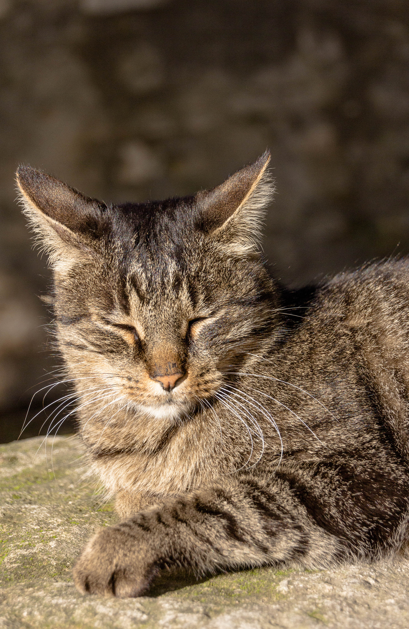 Canon EOS 60D sample photo. Bain de soleil photography