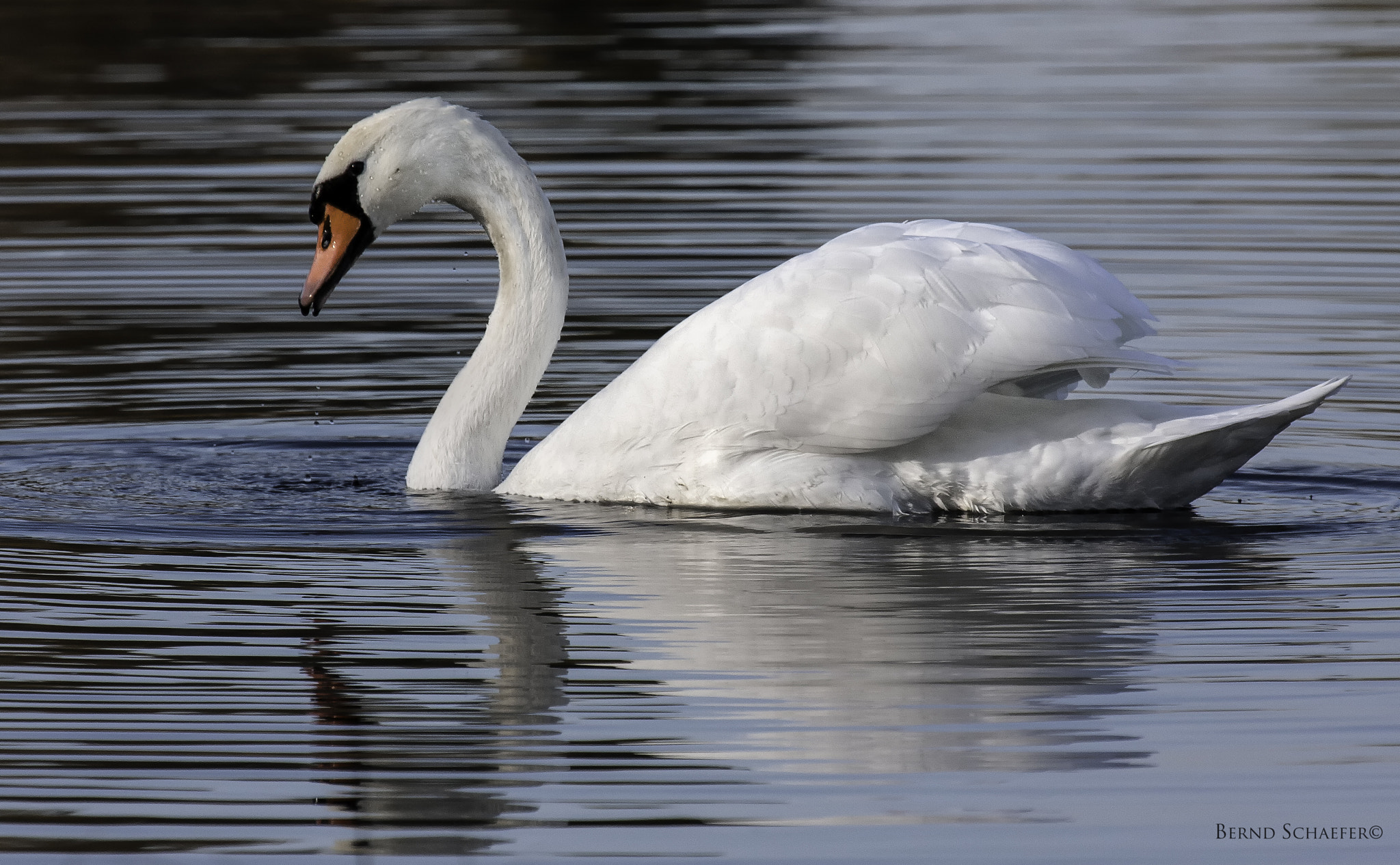 Canon EF 100-400mm F4.5-5.6L IS USM sample photo. Untitled photography