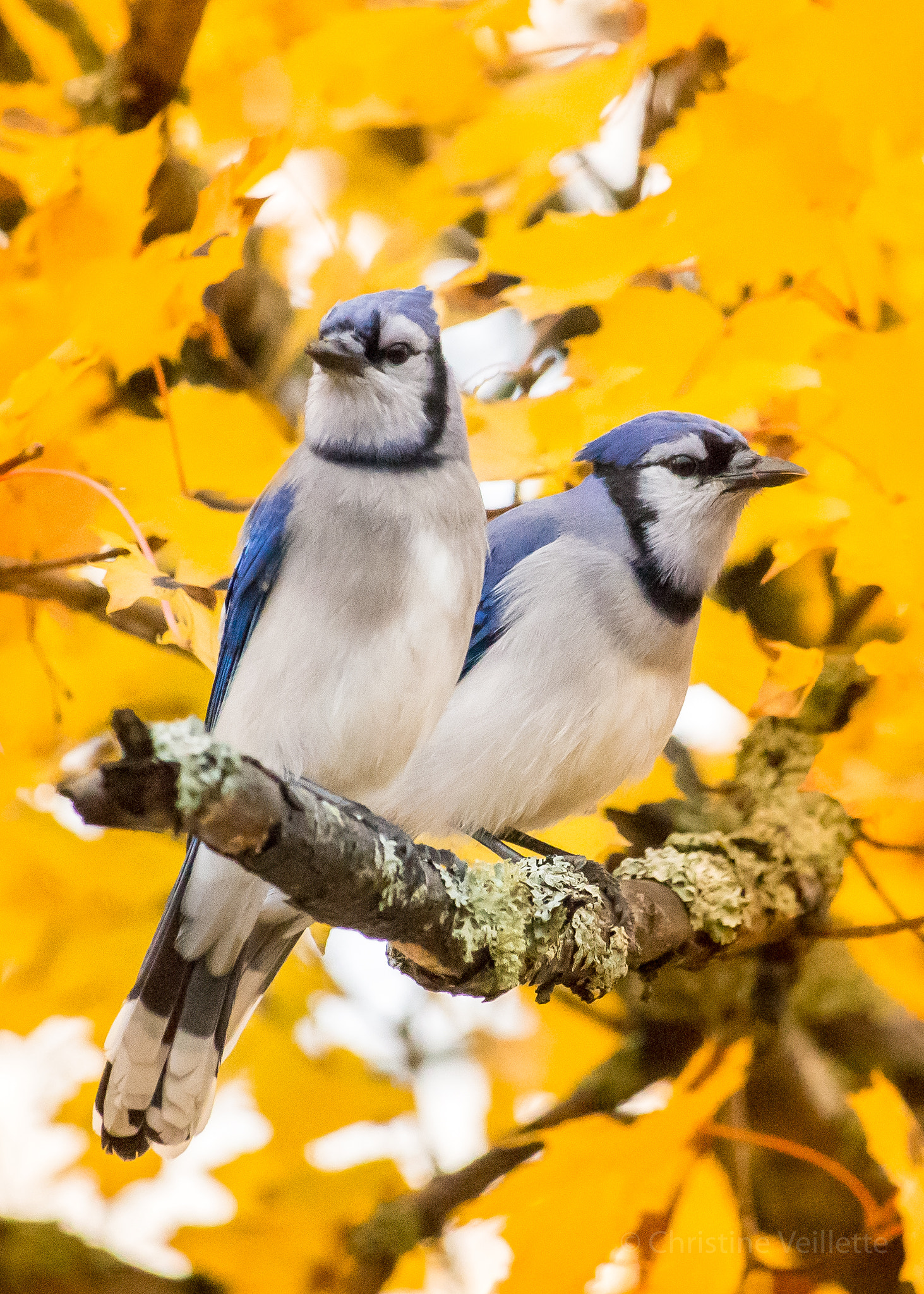 Canon EF-S 55-250mm F4-5.6 IS STM sample photo. Mr & mrs jay photography