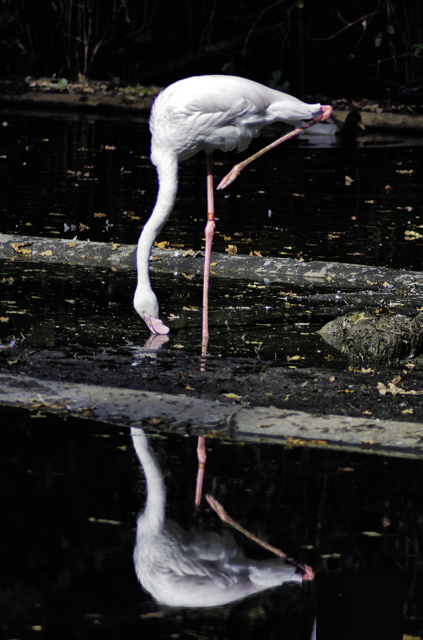 Pentax K-5 + Tamron AF 70-300mm F4-5.6 Di LD Macro sample photo. M i r r o r photography