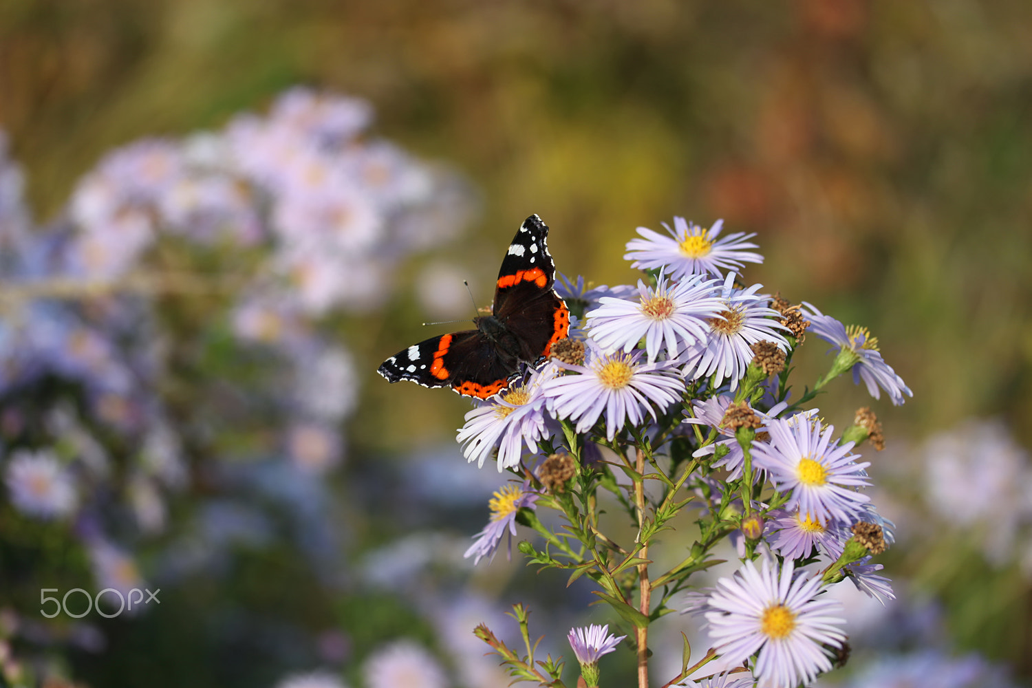 Canon EF-S 60mm F2.8 Macro USM sample photo. *** photography