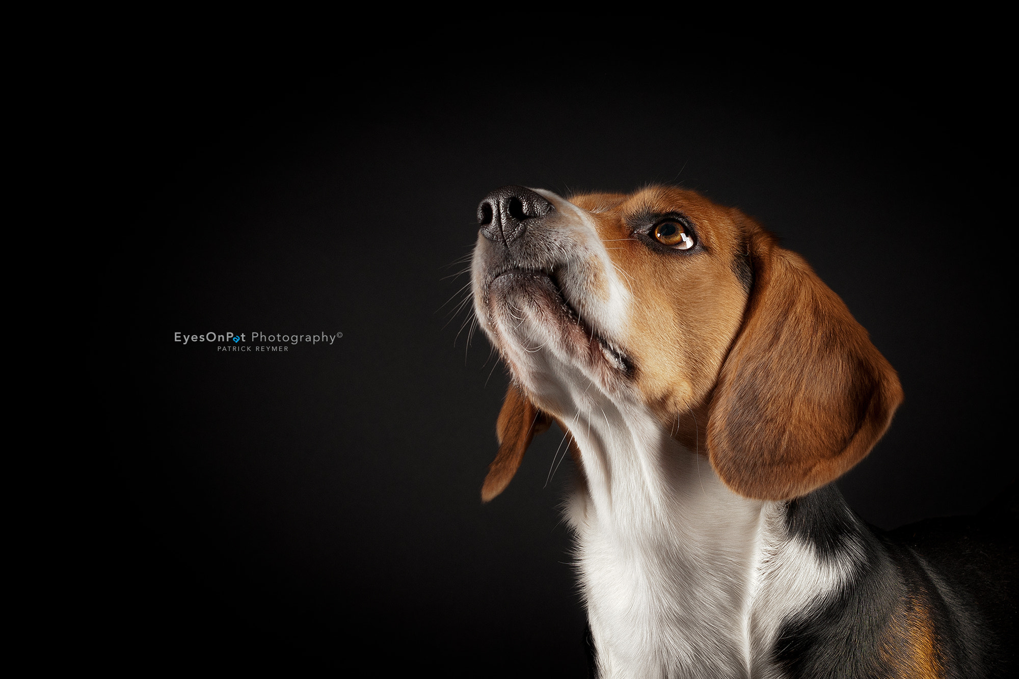 Nikon D300 + Nikon AF-S Nikkor 50mm F1.4G sample photo. Beagle bo photography