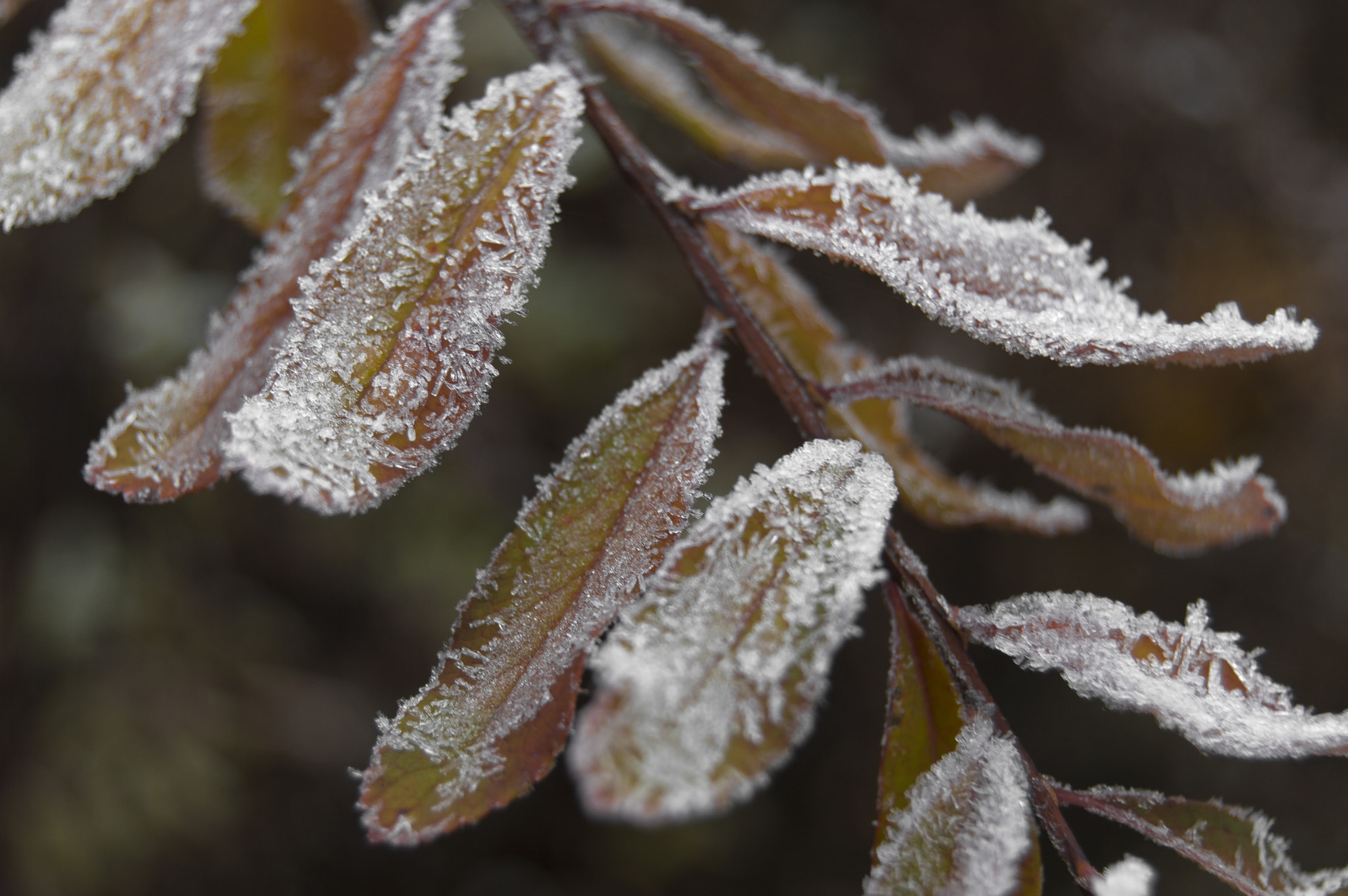 Nikon D3200 sample photo. Falling photography