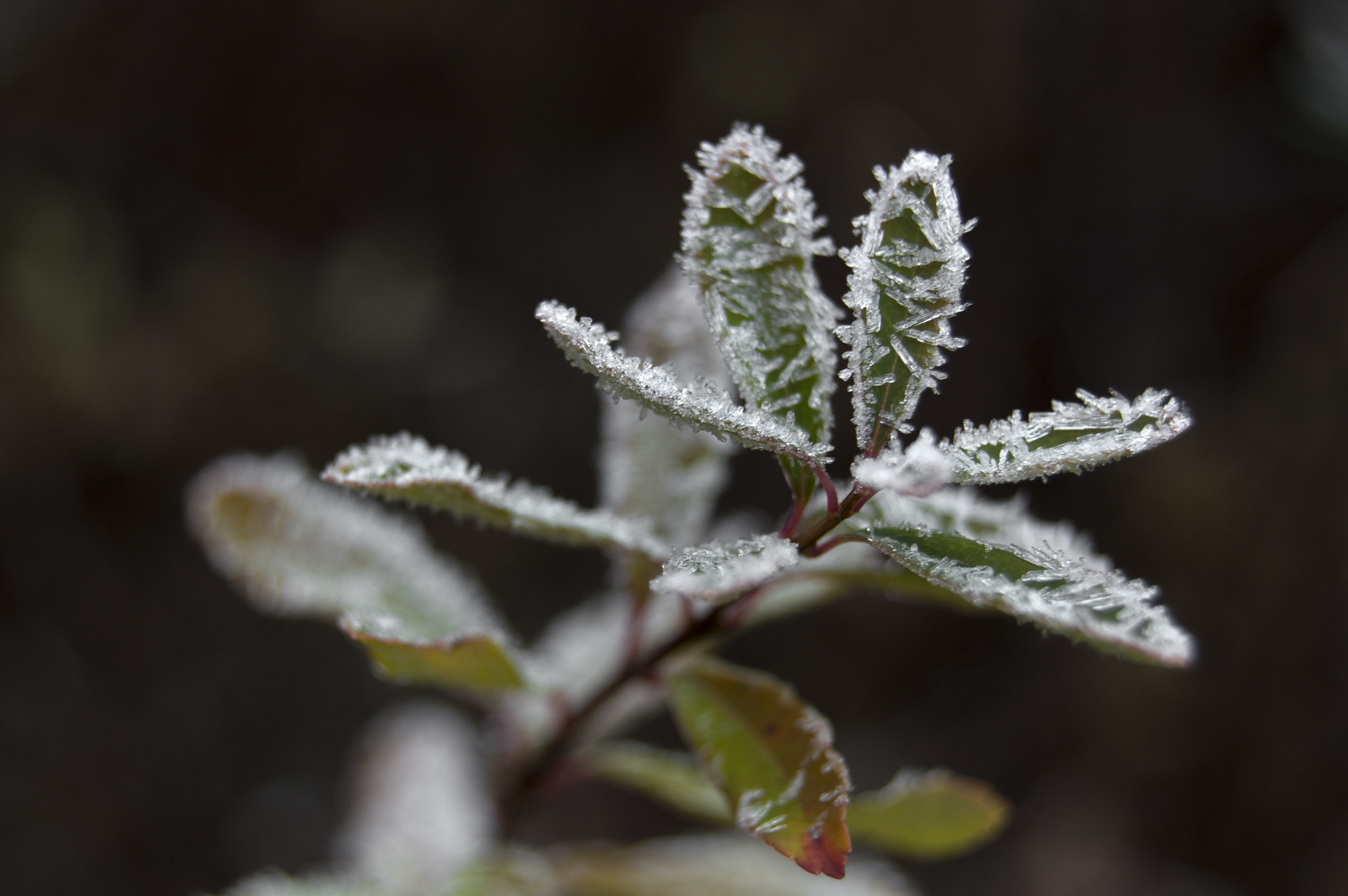 Nikon D3200 sample photo. Rising photography