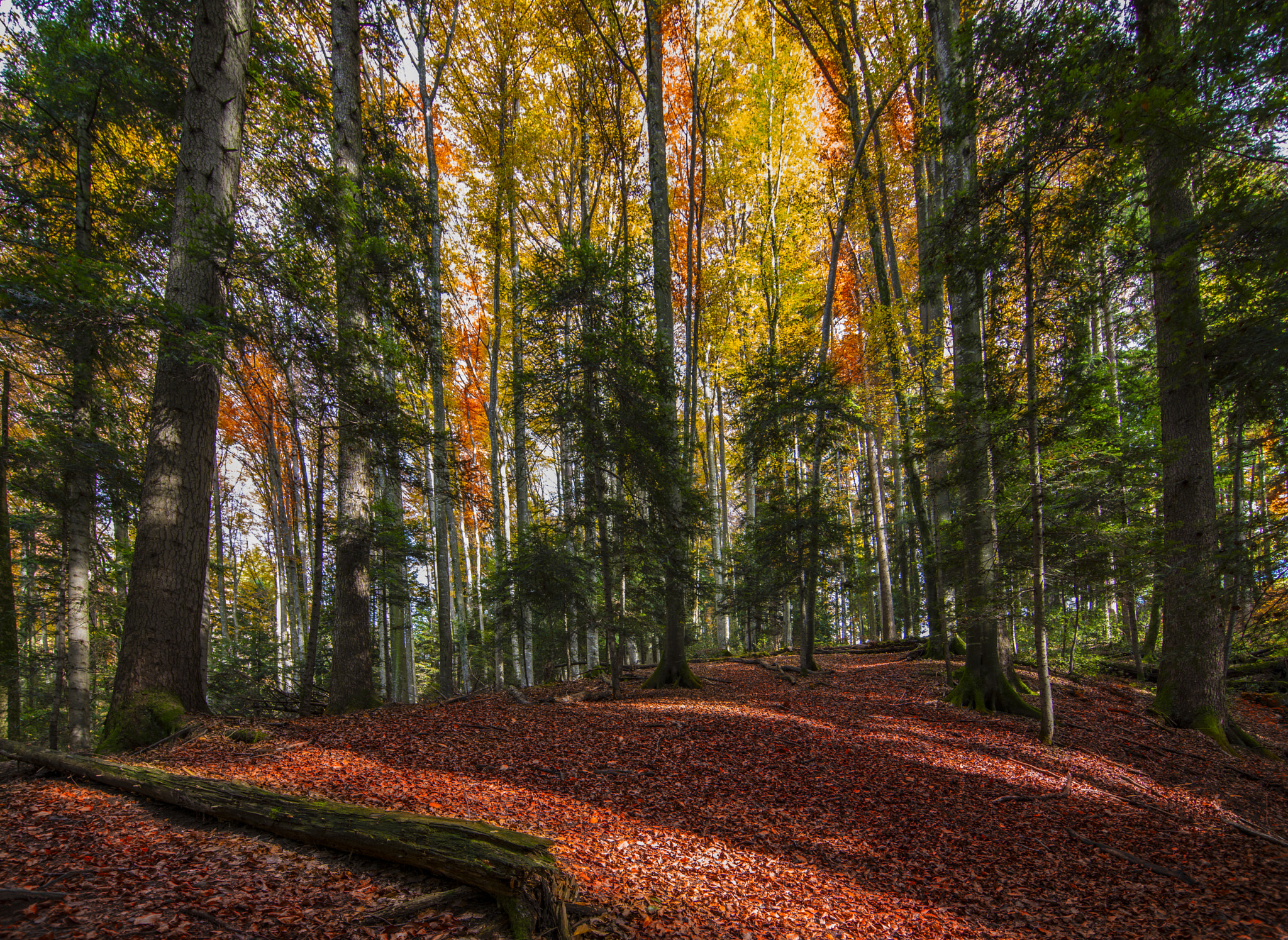 Nikon D800 sample photo. Forest photography