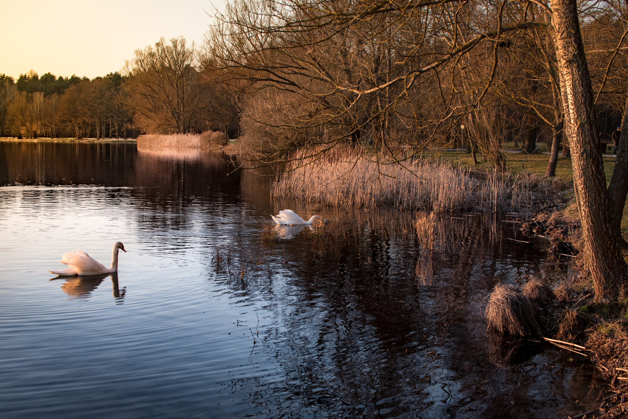 Sigma 50-500mm F4.5-6.3 DG OS HSM sample photo. Swans photography