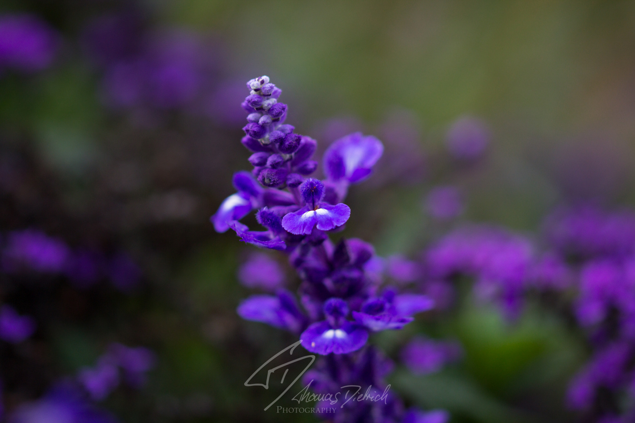Sigma 105mm F2.8 EX DG OS HSM sample photo. Violet flowers photography