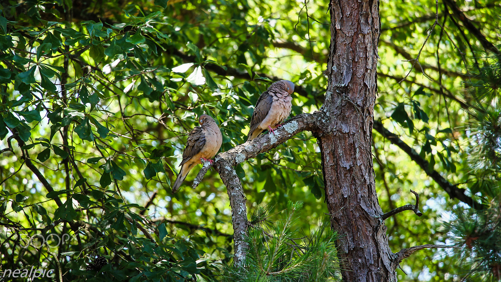 Canon EOS 1100D (EOS Rebel T3 / EOS Kiss X50) sample photo. Birds photography