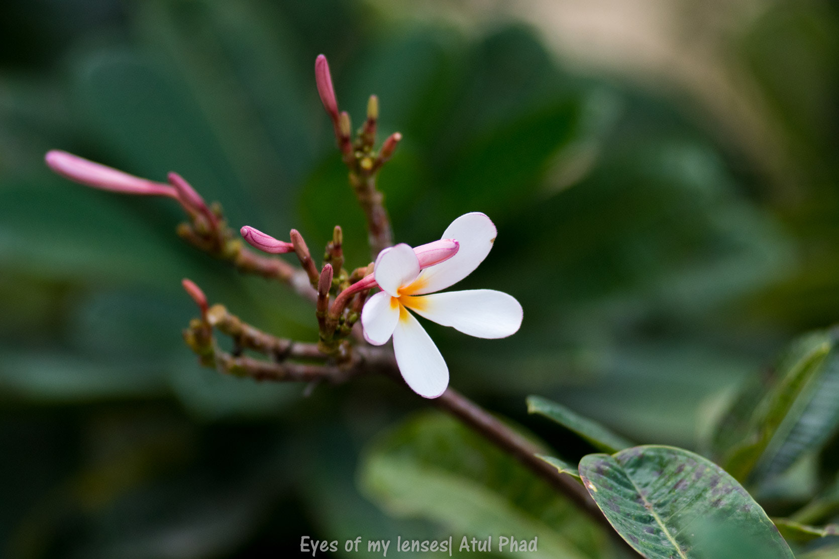 Nikon AF-Nikkor 80-200mm F2.8D ED sample photo. Flowers photography