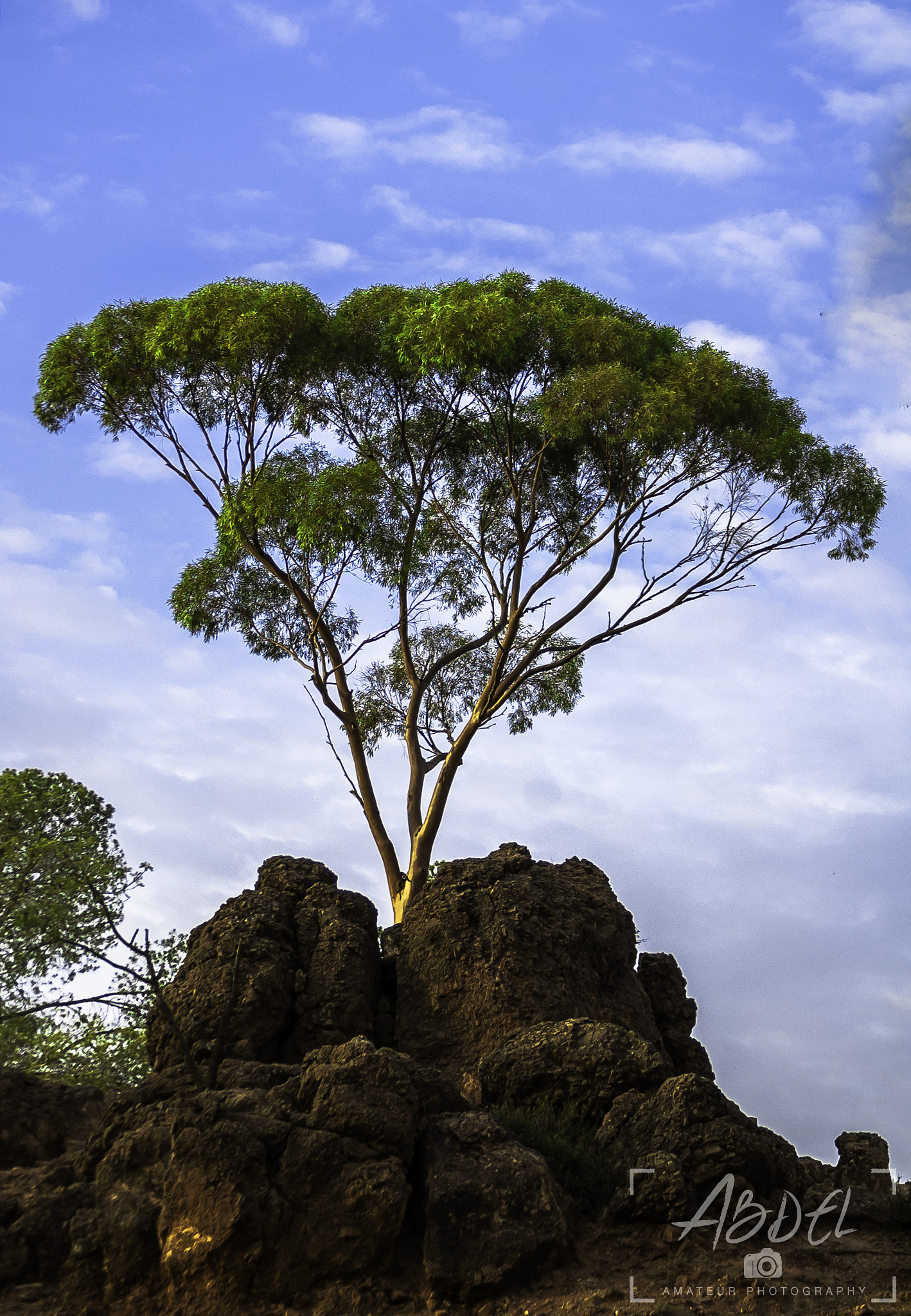 Nikon D50 sample photo. Strong tree photography